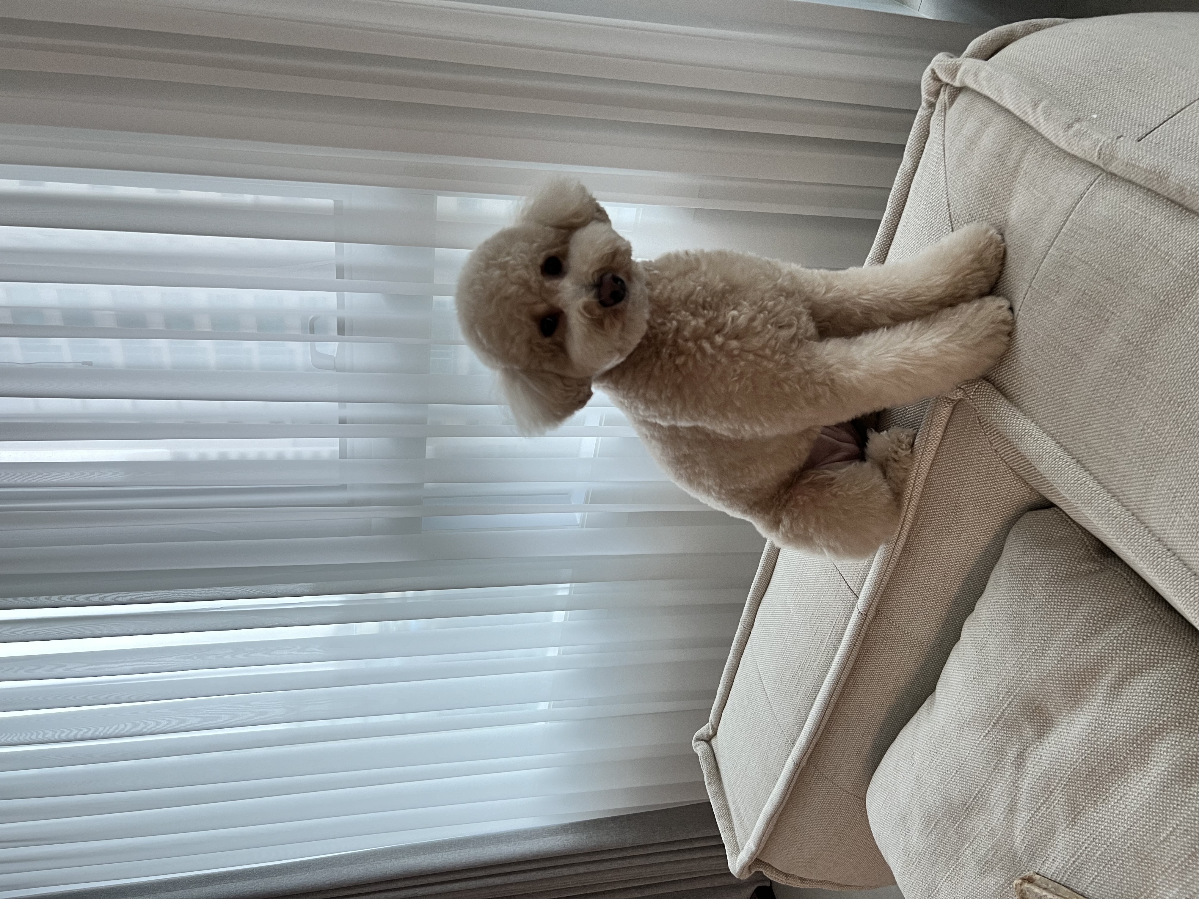 도담이(푸삼) 3년차 이야기