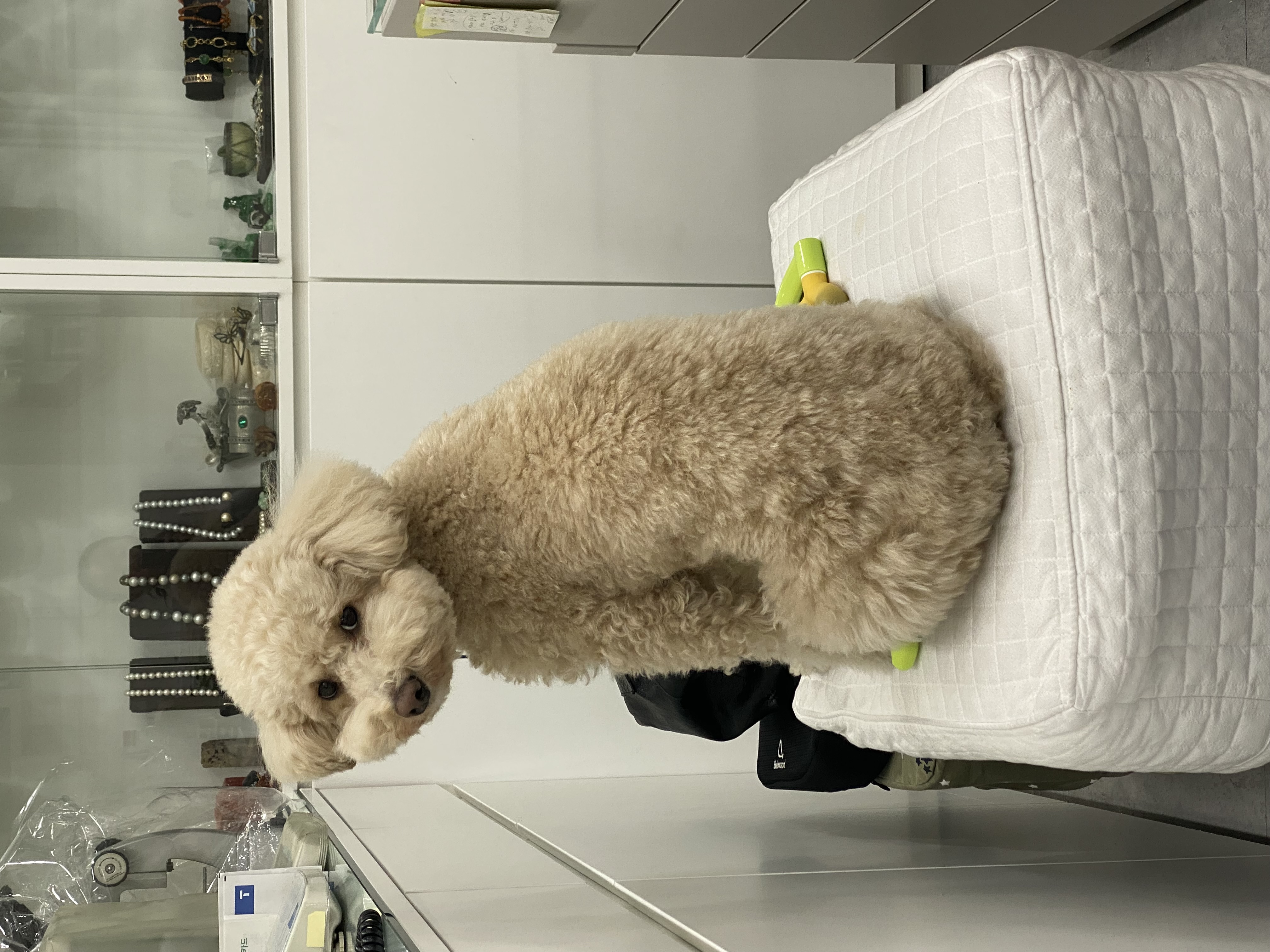 도담이(푸삼) 3년차 이야기