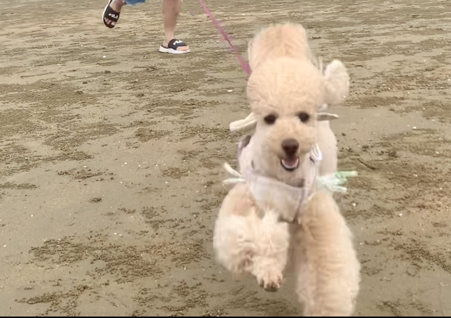 초이(곤지암-해삼)3년의 기록!!