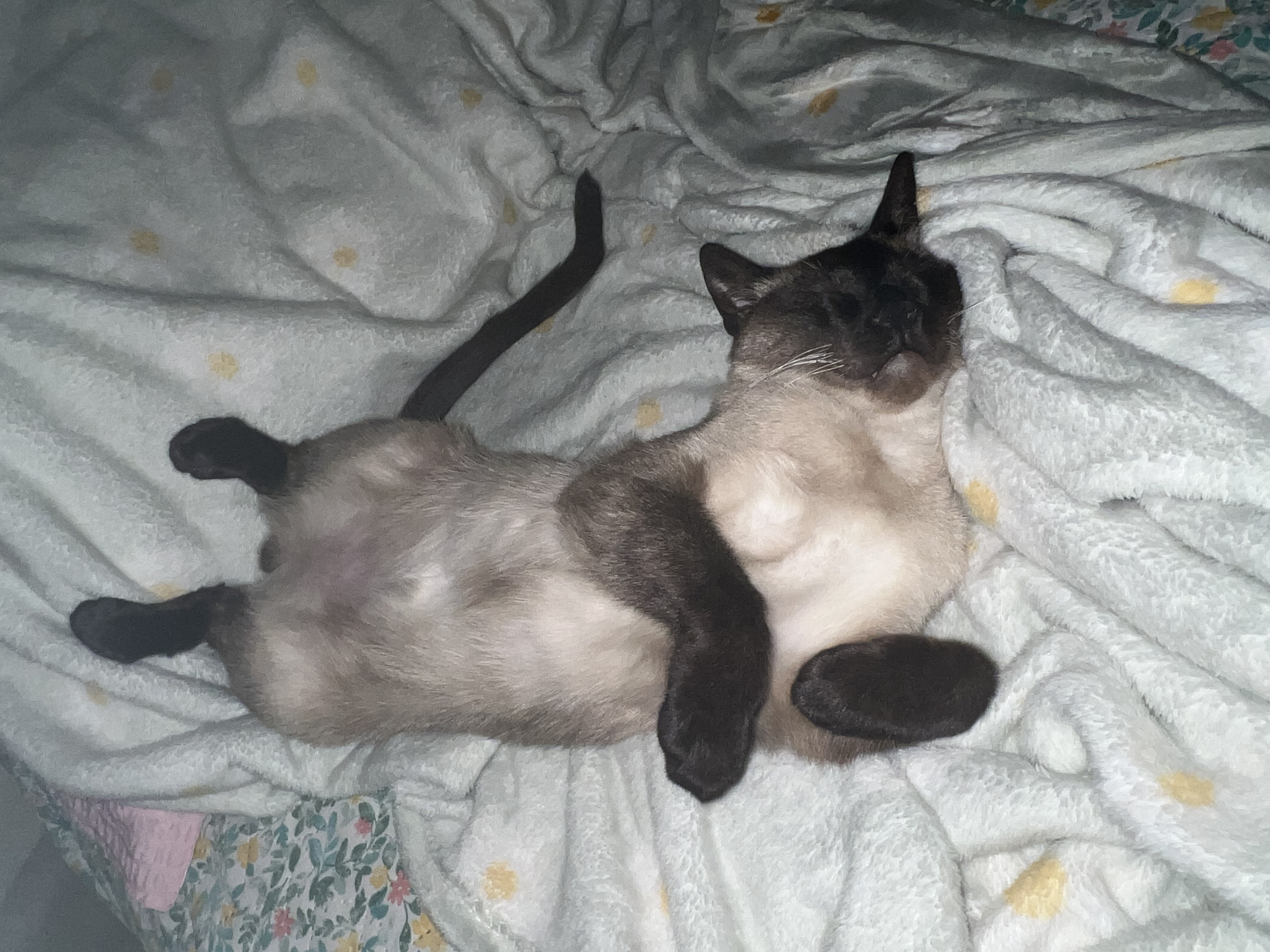 깜이  현 캐리 입양 일주일