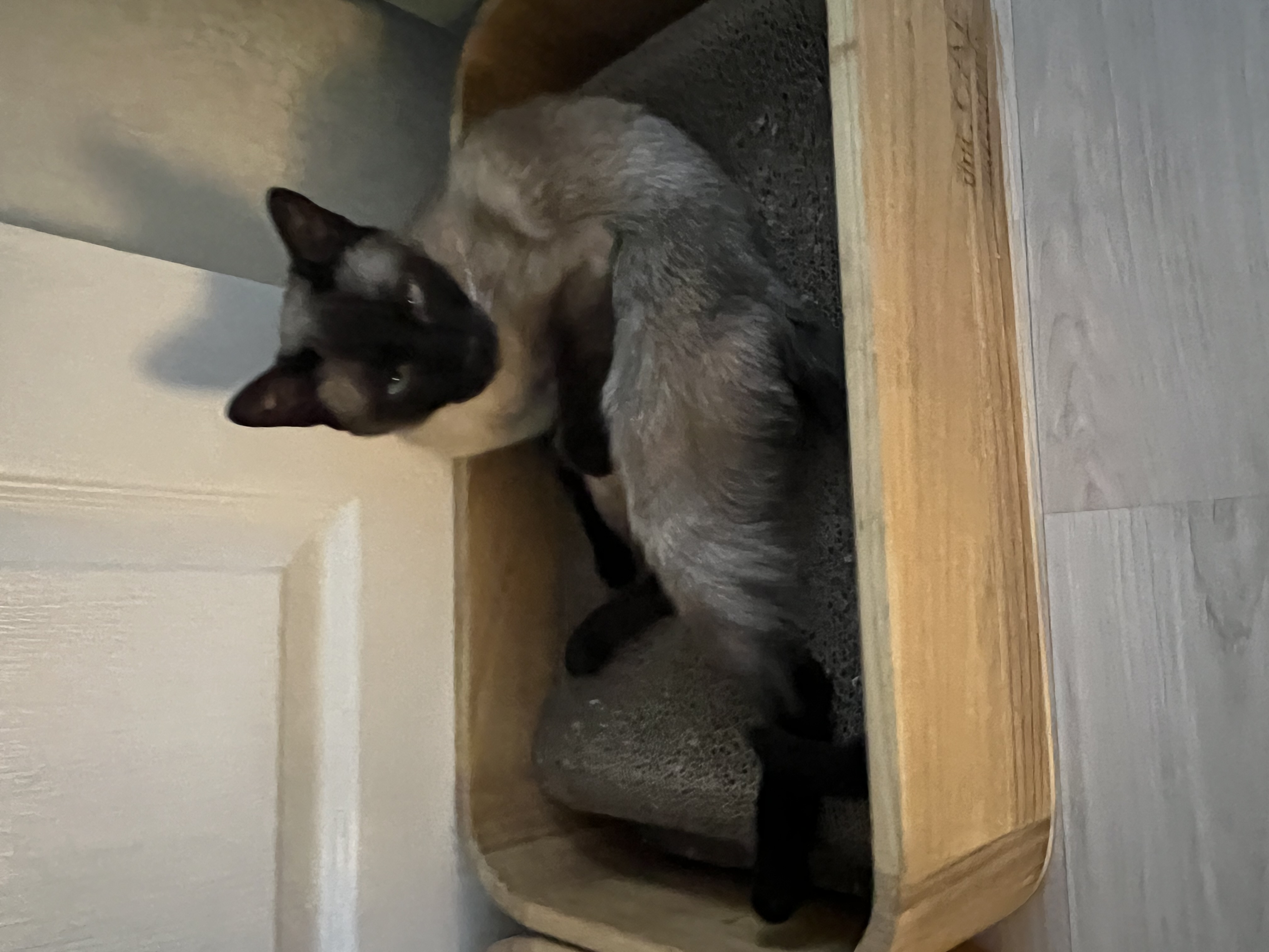 깜이  현 캐리 입양 일주일