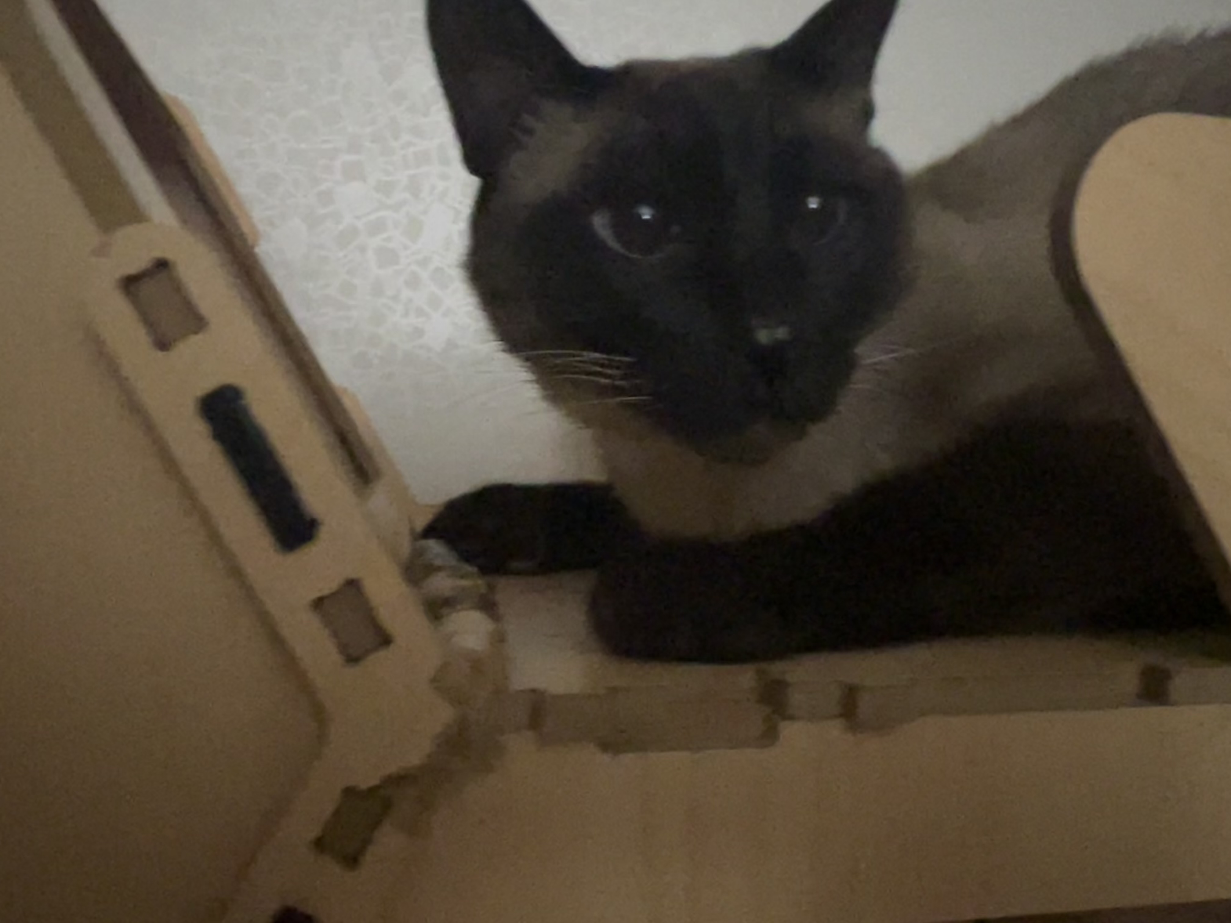 깜이  현 캐리 입양 일주일