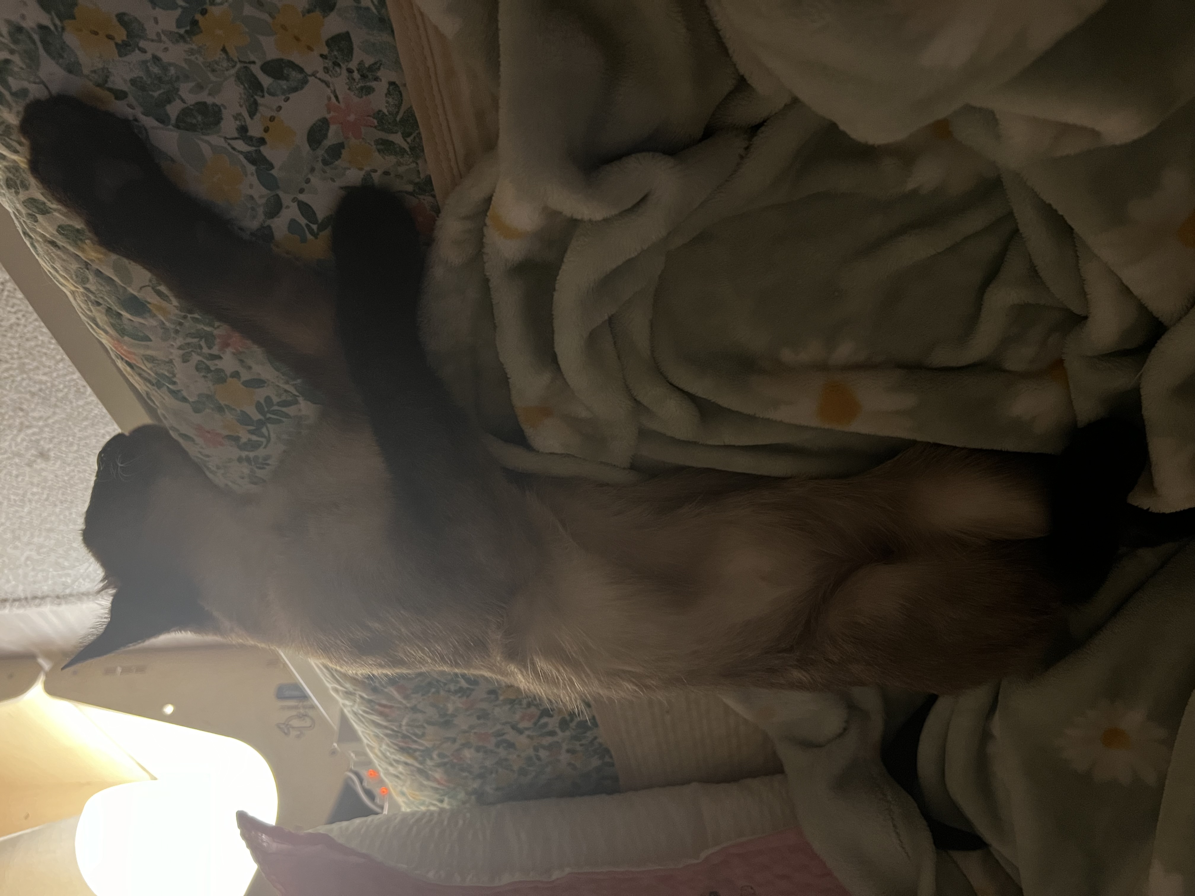 깜이  현 캐리 입양 일주일