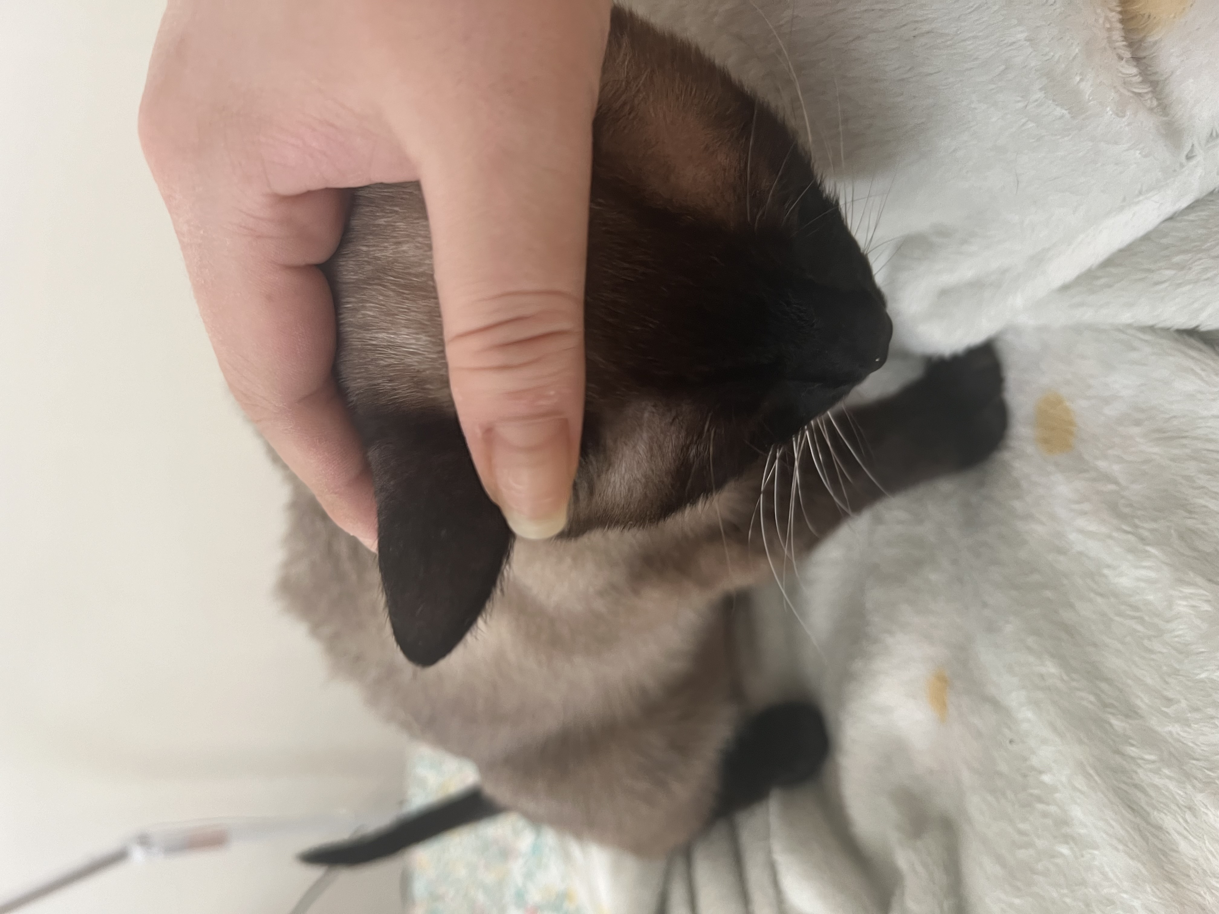 깜이  현 캐리 입양 일주일