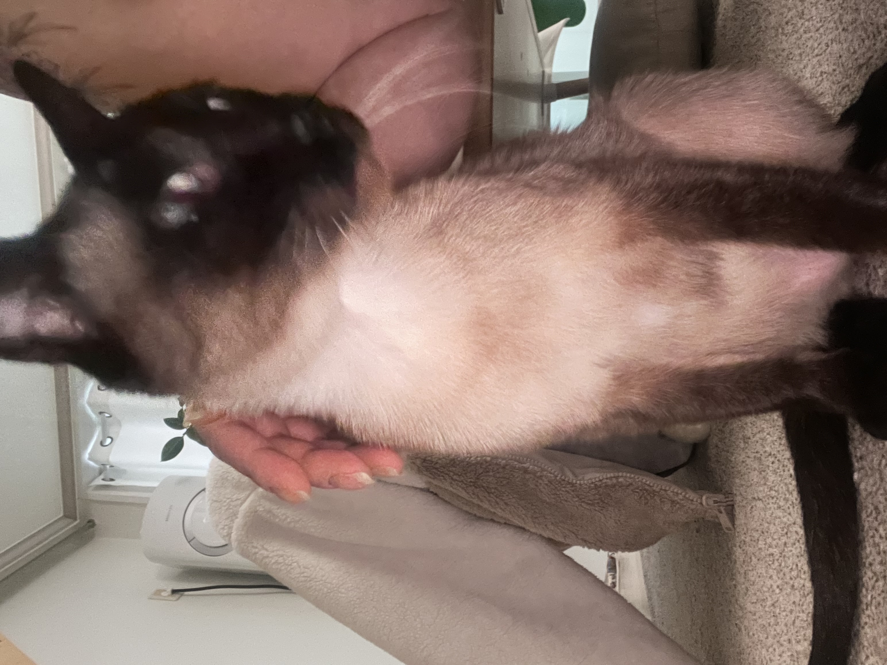 깜이  현 캐리 입양 일주일