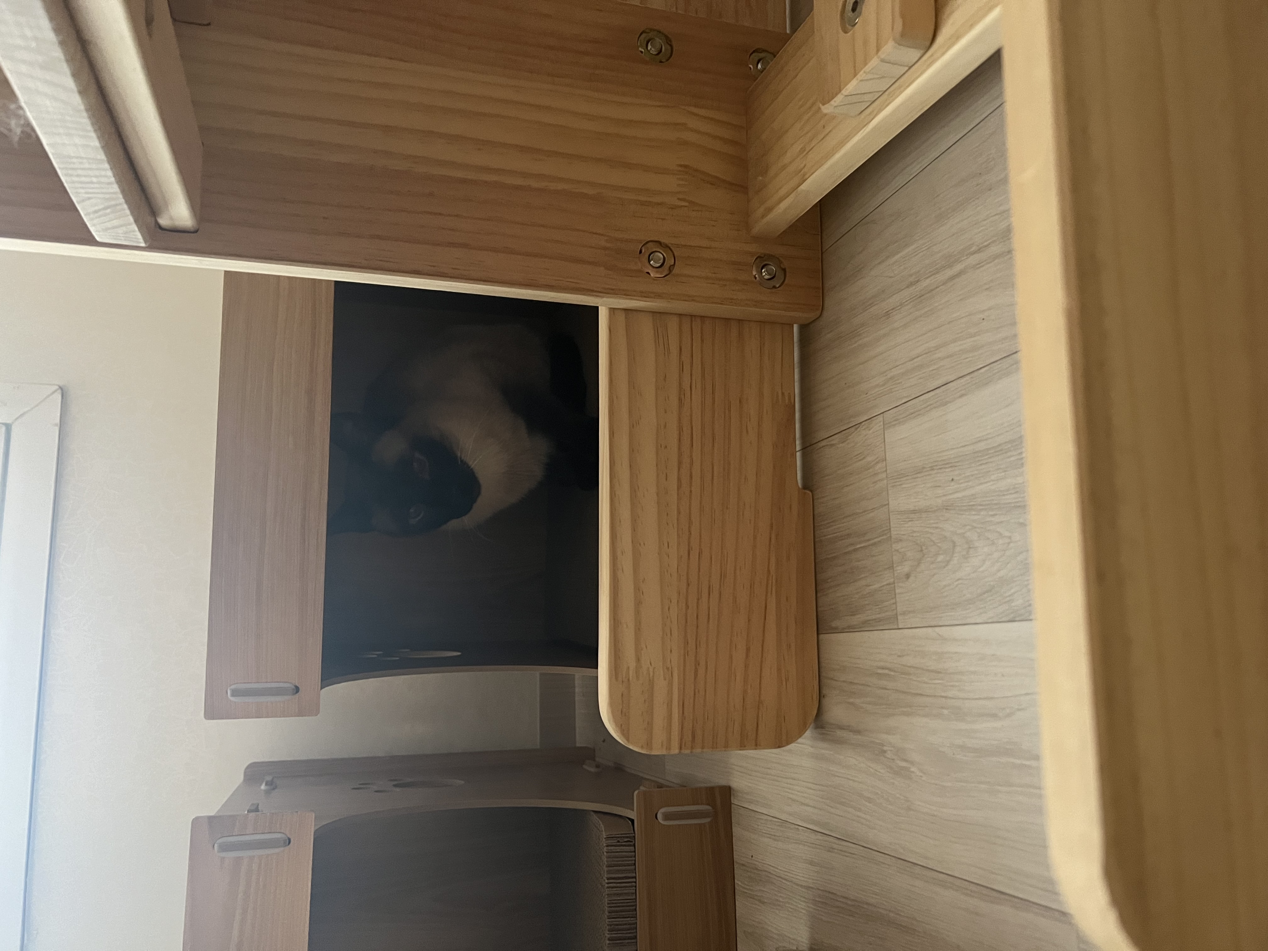 깜이  현 캐리 입양 일주일