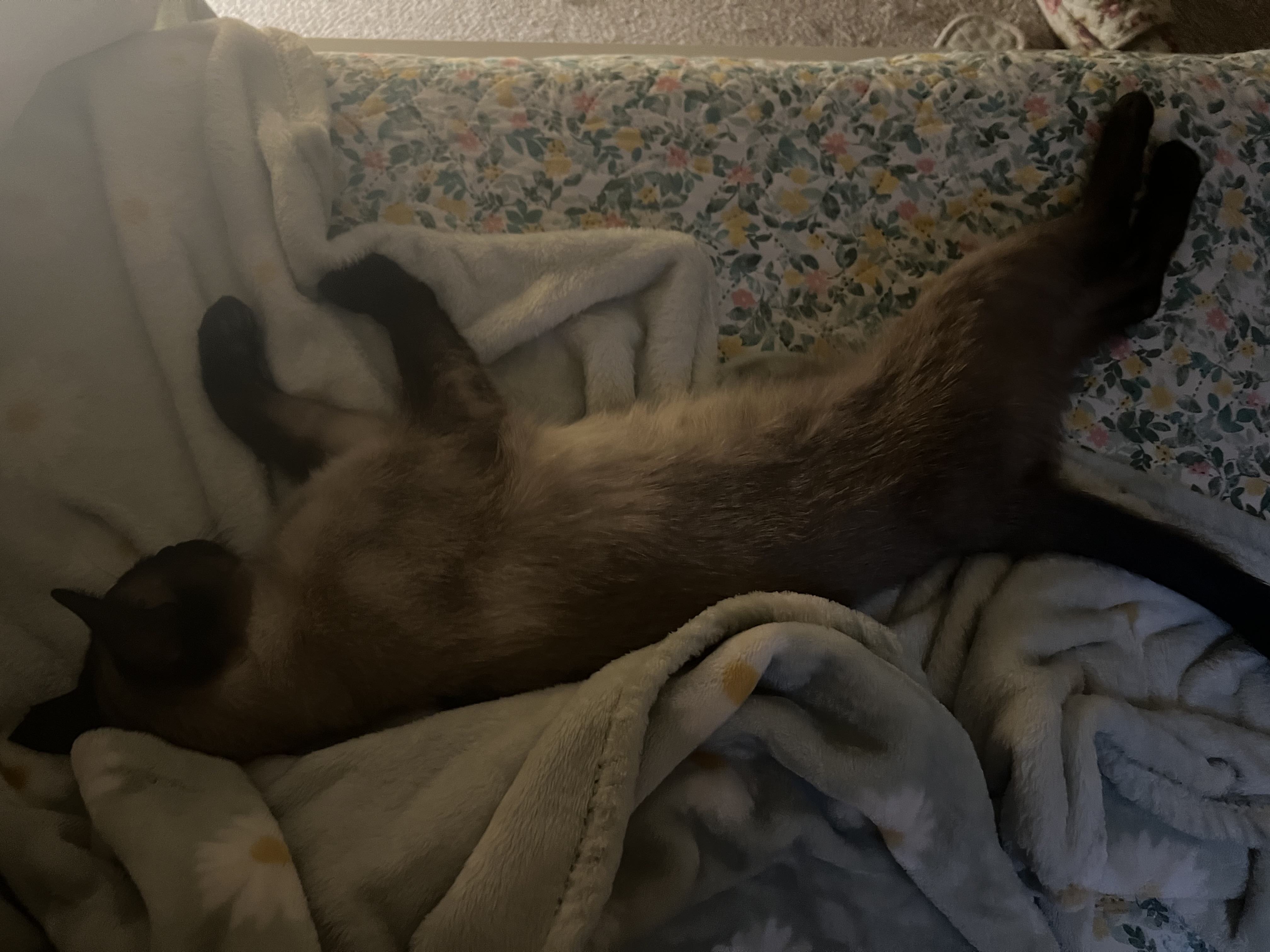 깜이  현 캐리 입양 일주일