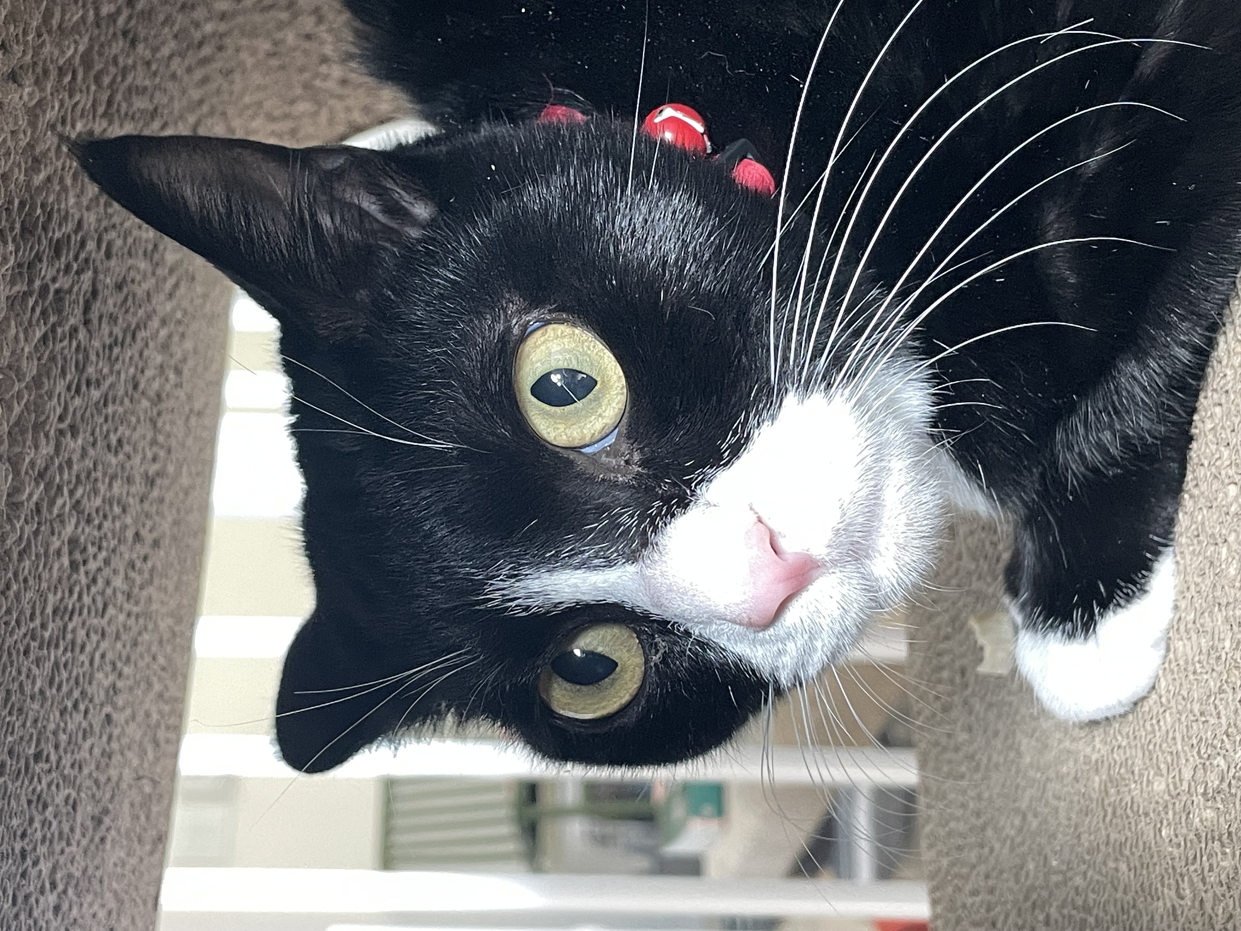 설이 (구, 쮸니) 입양 1개월 후기