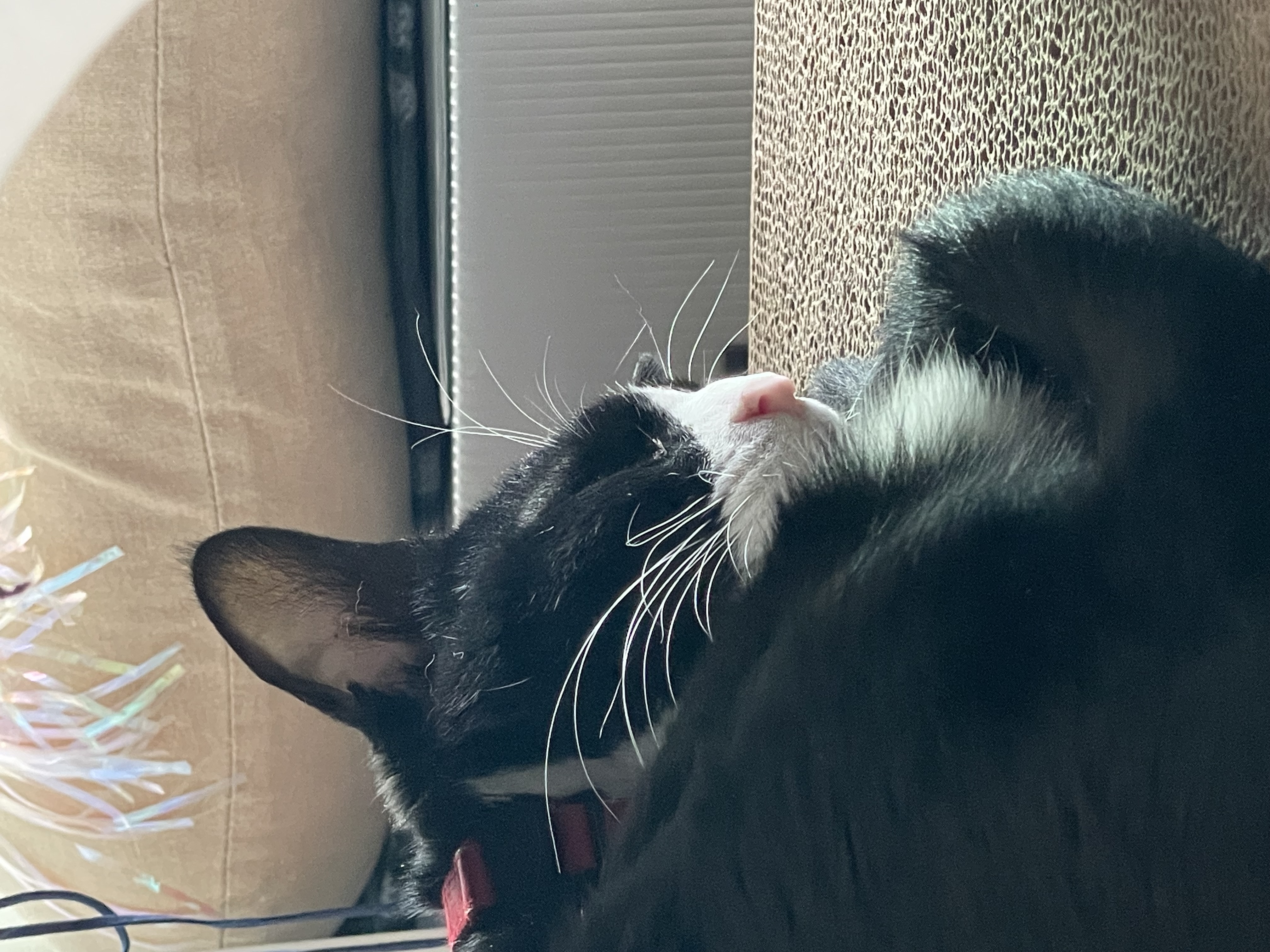 설이 (구, 쮸니) 입양 1개월 후기