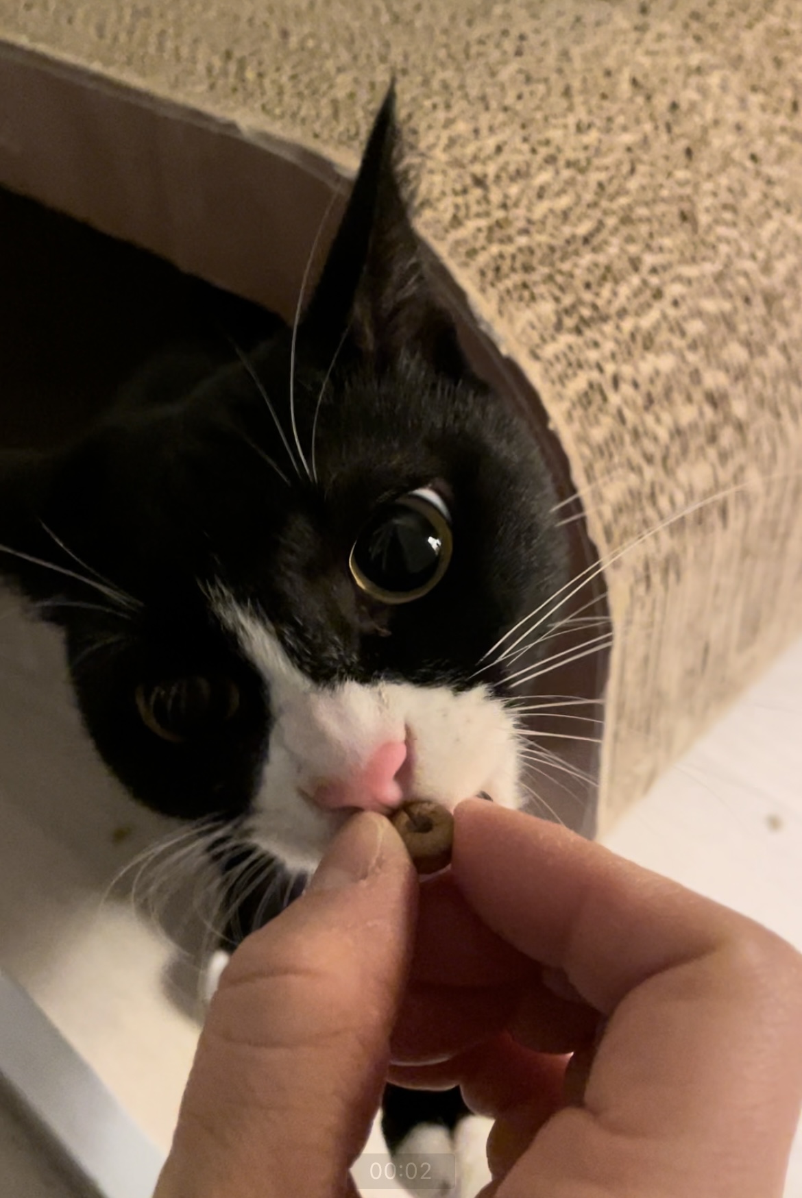 설이 (구, 쮸니) 입양 1개월 후기