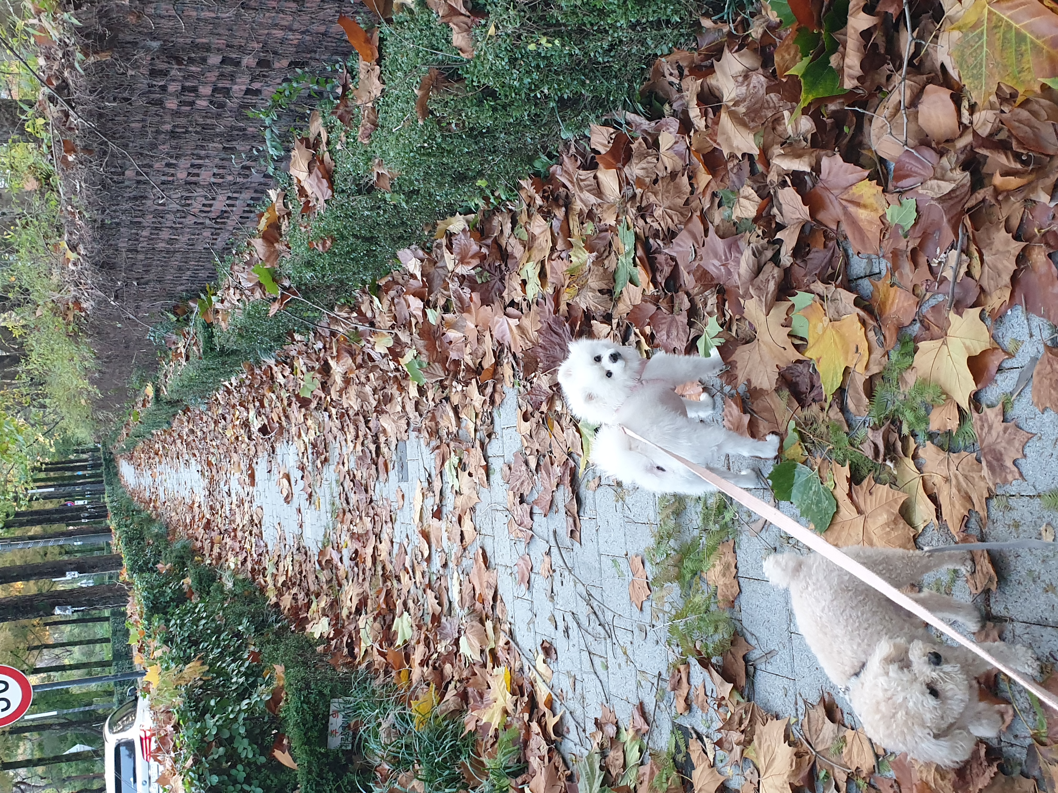 만두(아라)와 2년후기