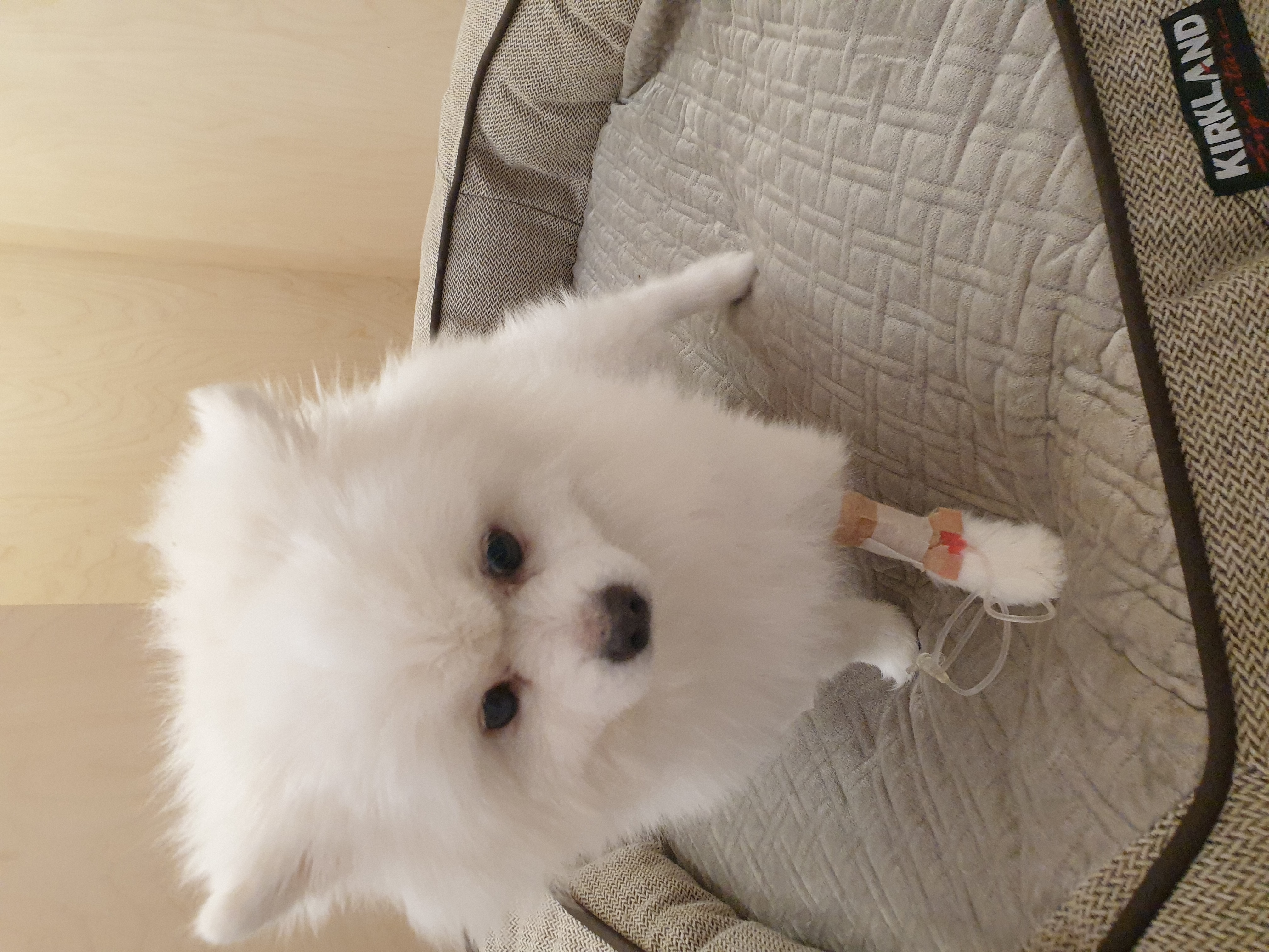 만두(아라)와 2년후기