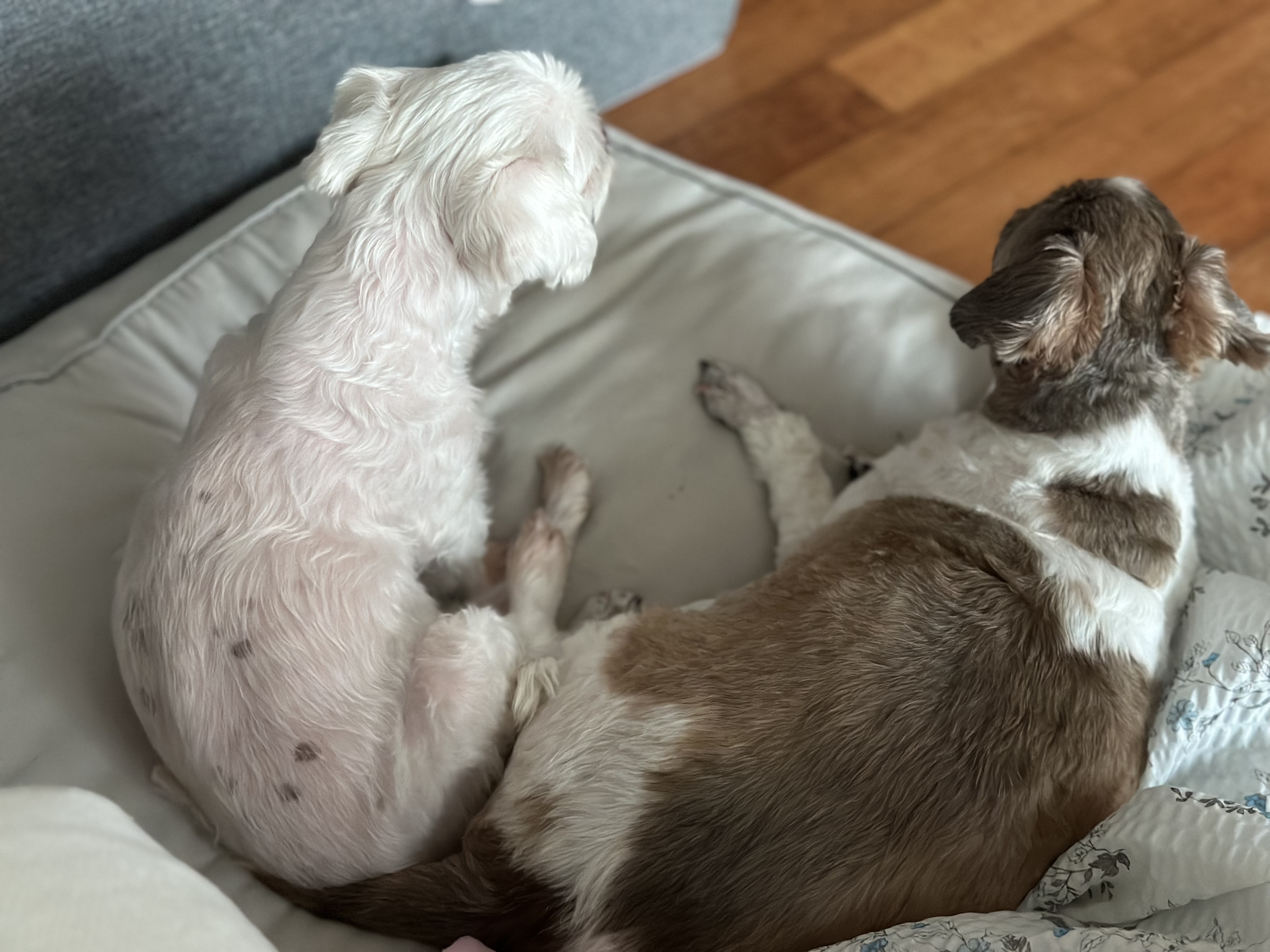 영천이와의 행복한 생활