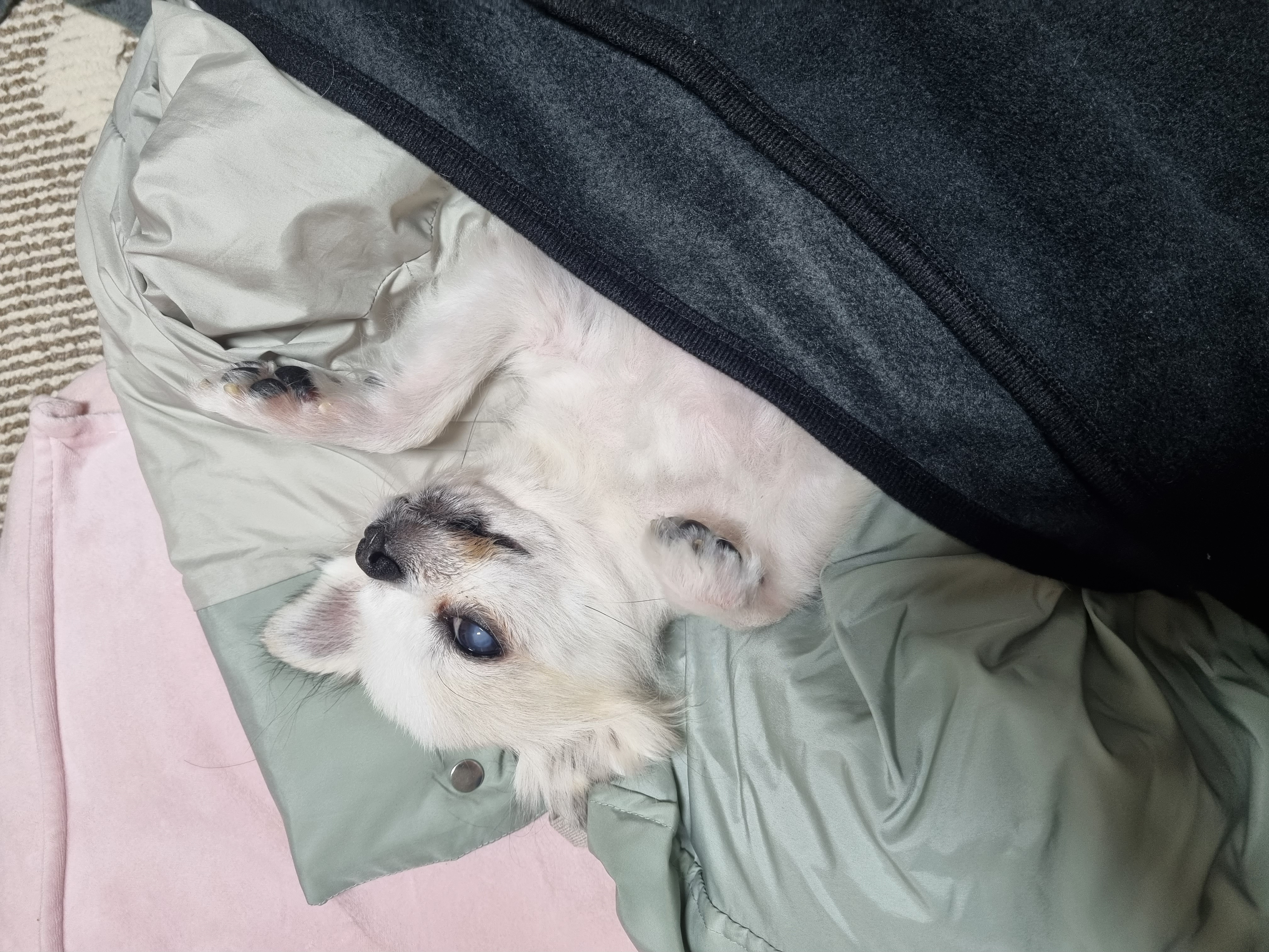 평택치와와 또치(택이) 후기 입니다~