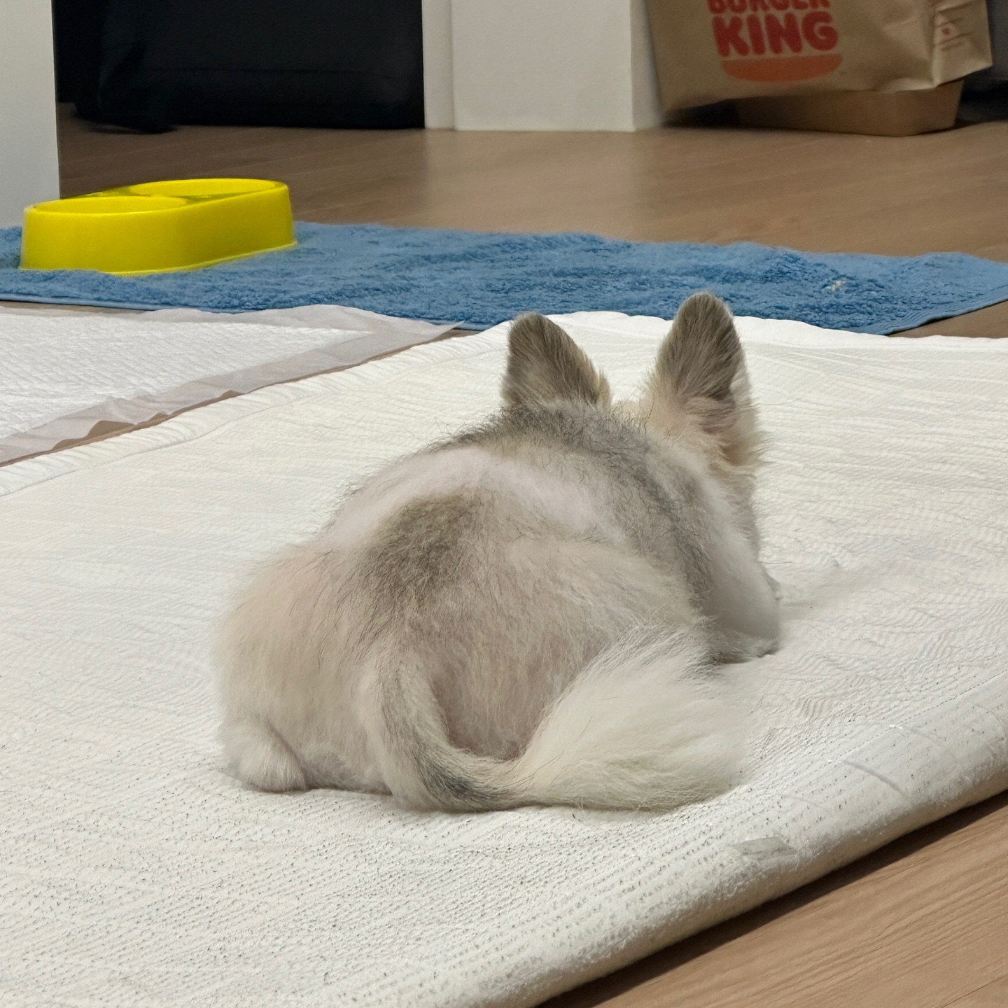 평택치와와 또치(택이) 후기 입니다~