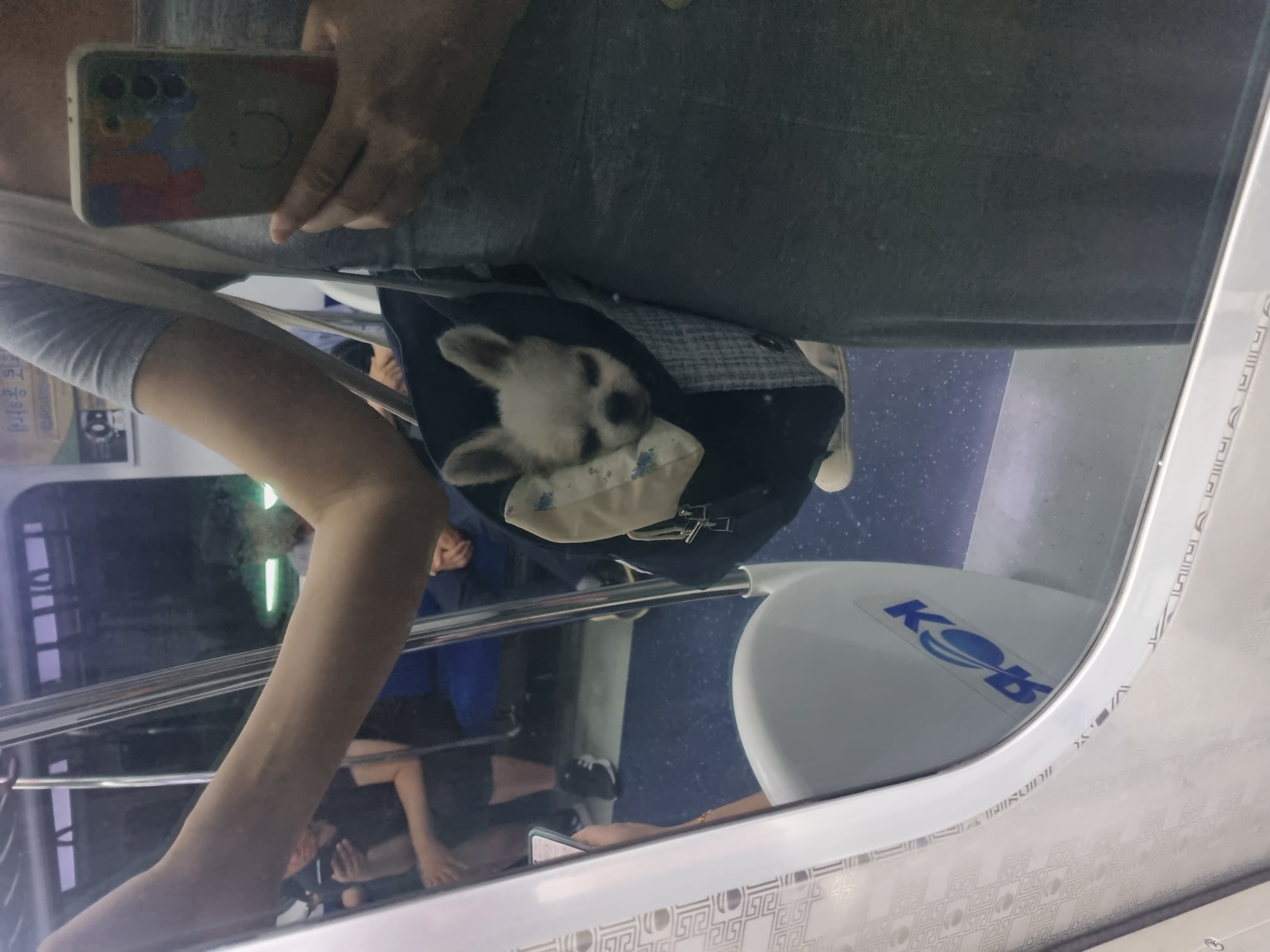 평택치와와 또치(택이) 후기 입니다~