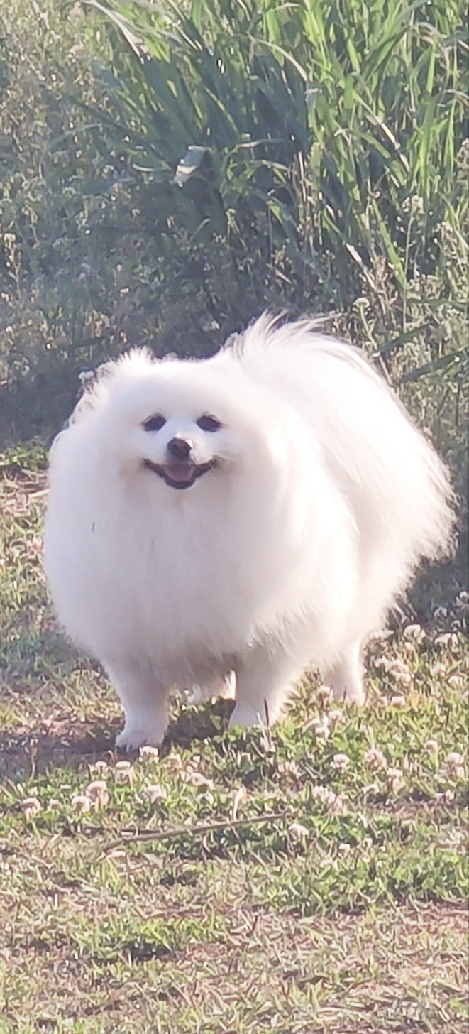 별이 (꽃별) 소식 알려드려요~