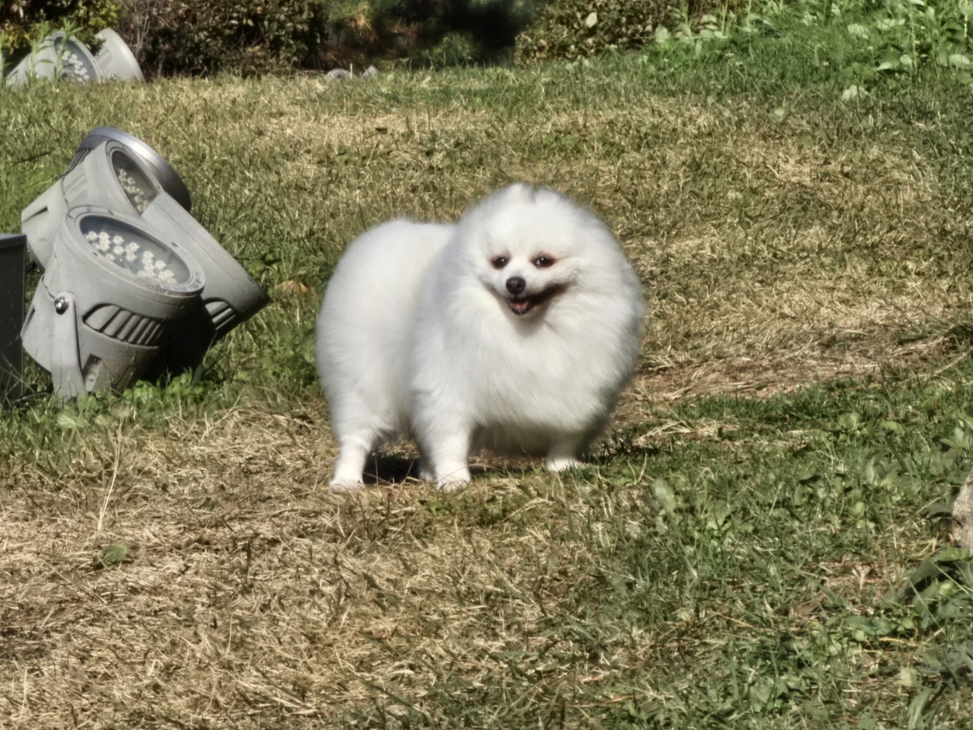 별이 (꽃별) 소식 알려드려요~