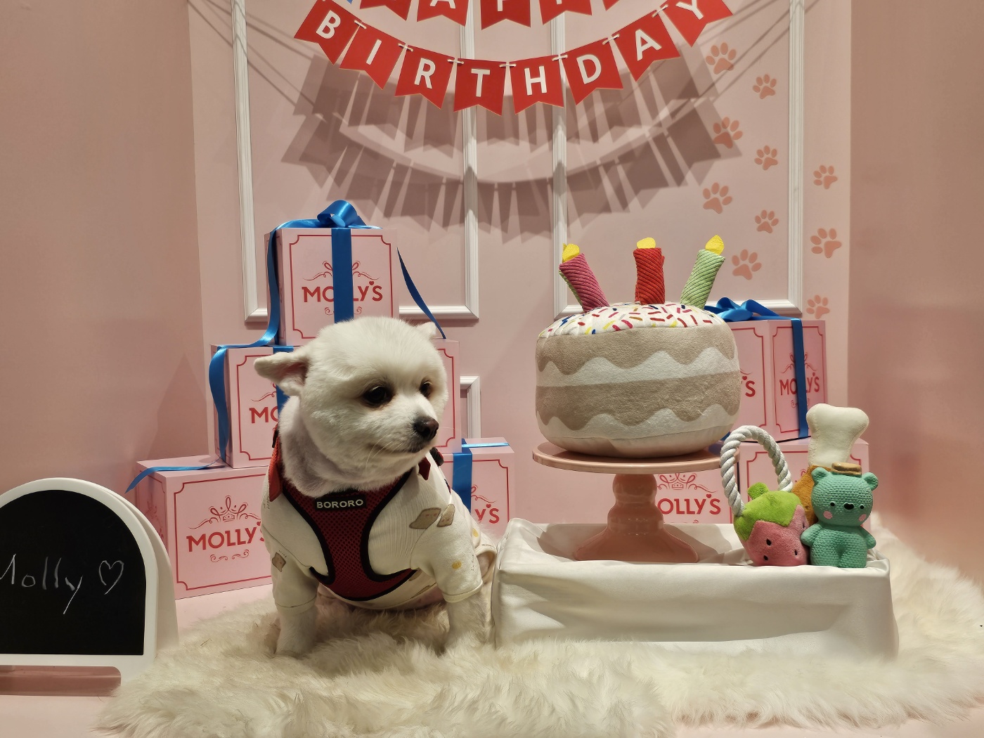 별이 (꽃별) 소식 알려드려요~