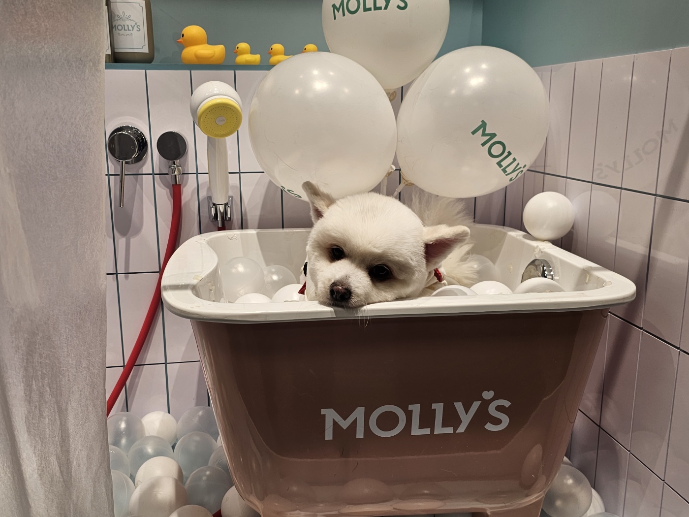 별이 (꽃별) 소식 알려드려요~