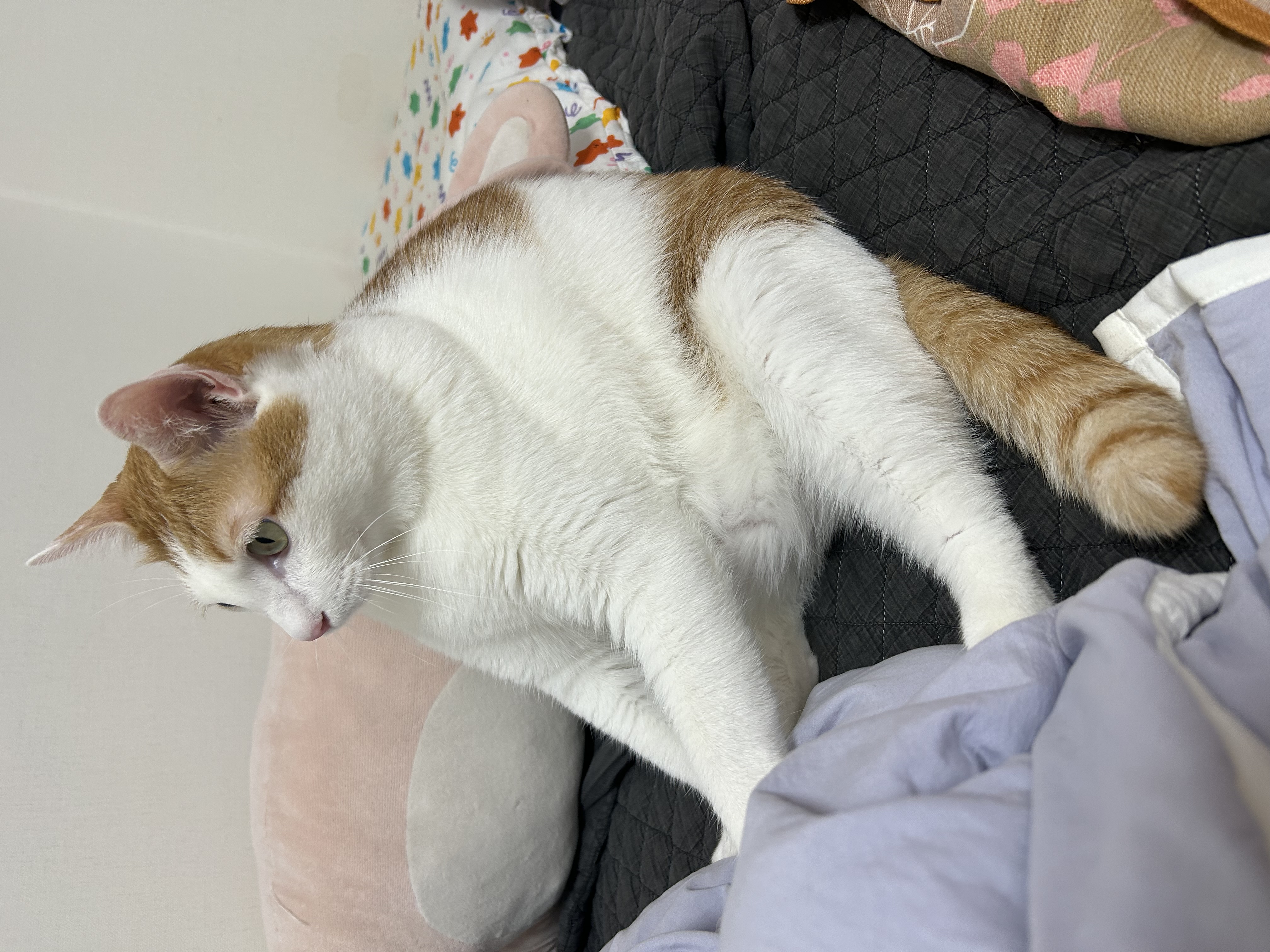 체다의 3년차 일지