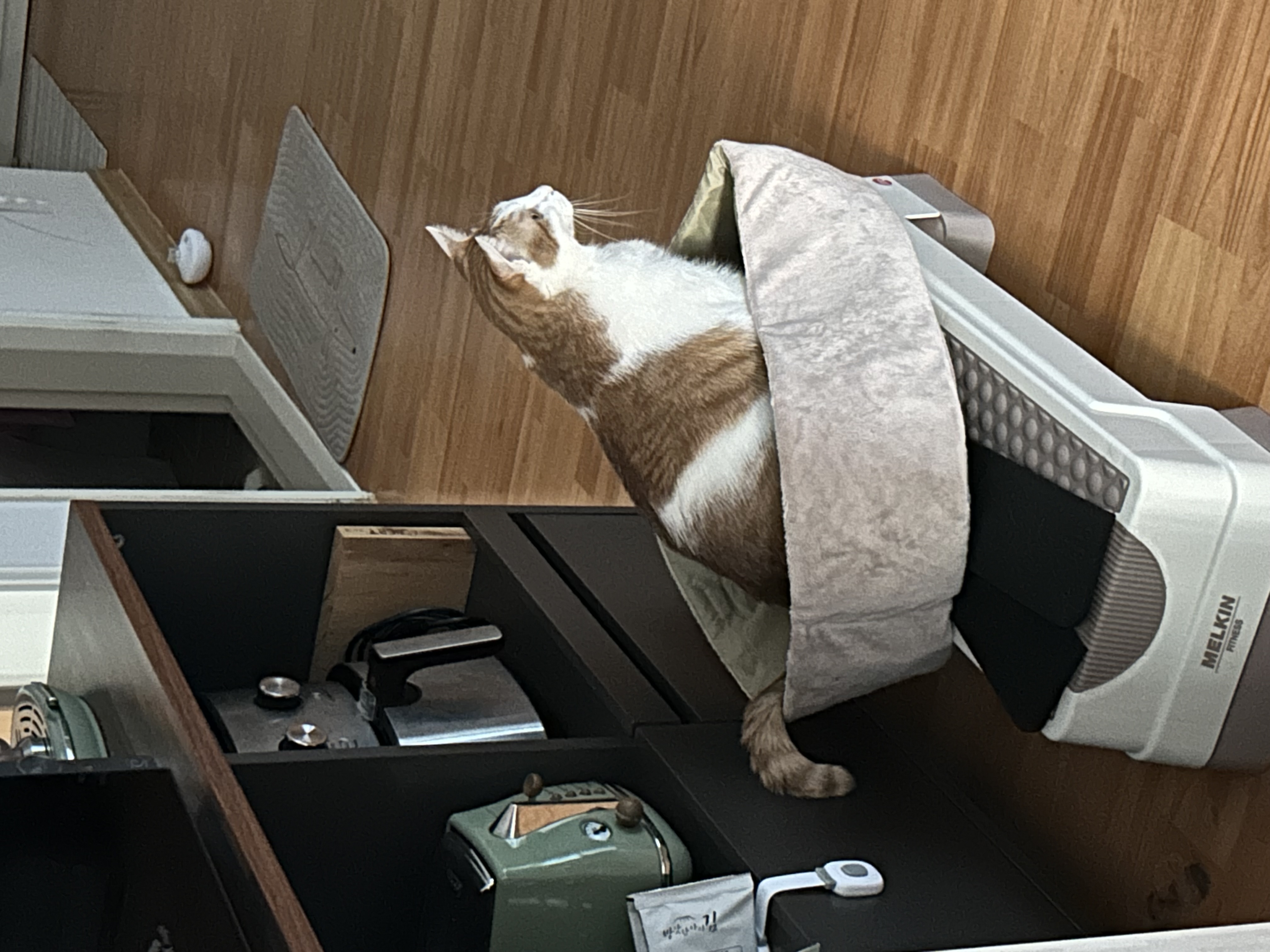 체다의 3년차 일지