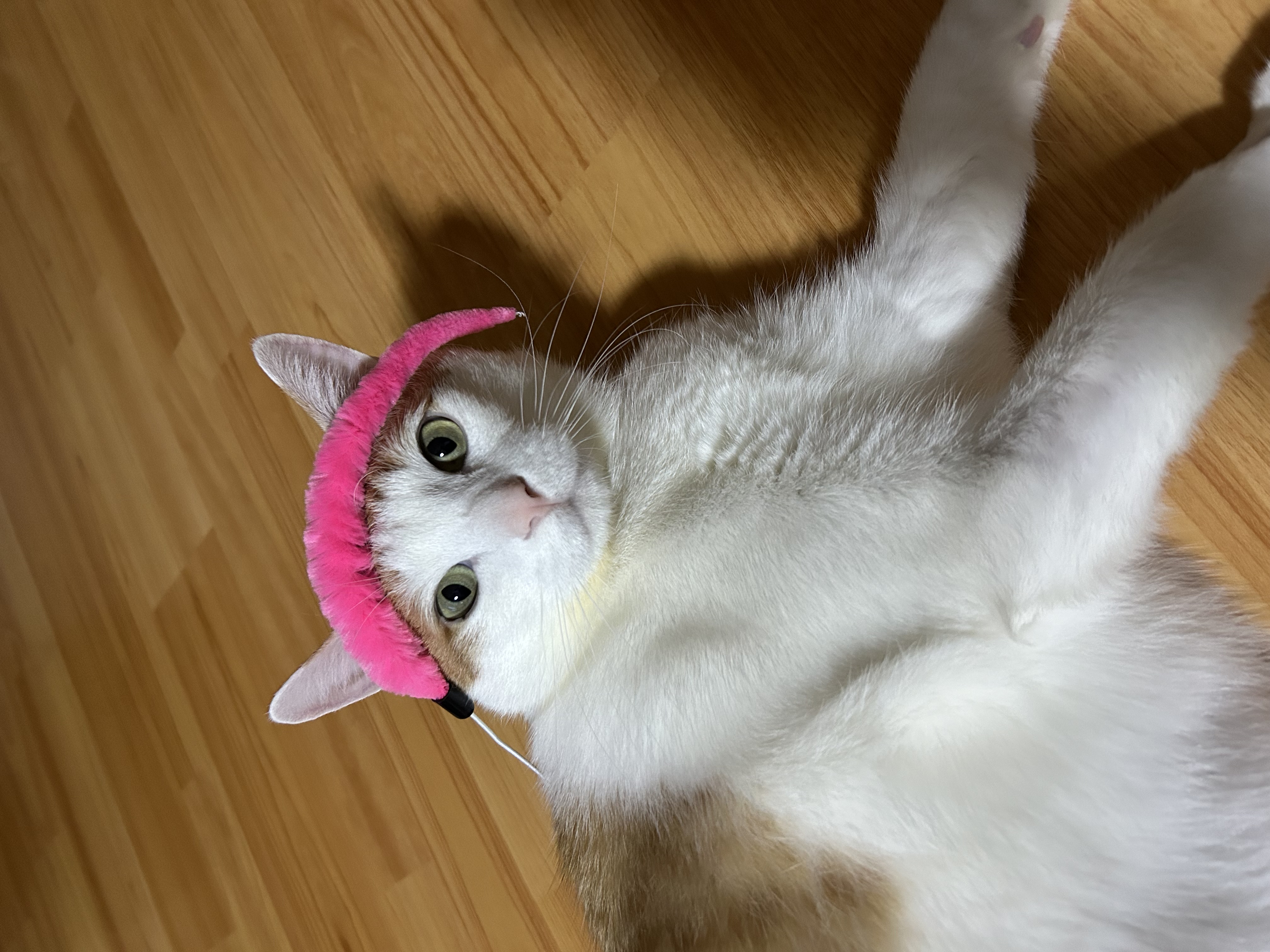 체다의 3년차 일지