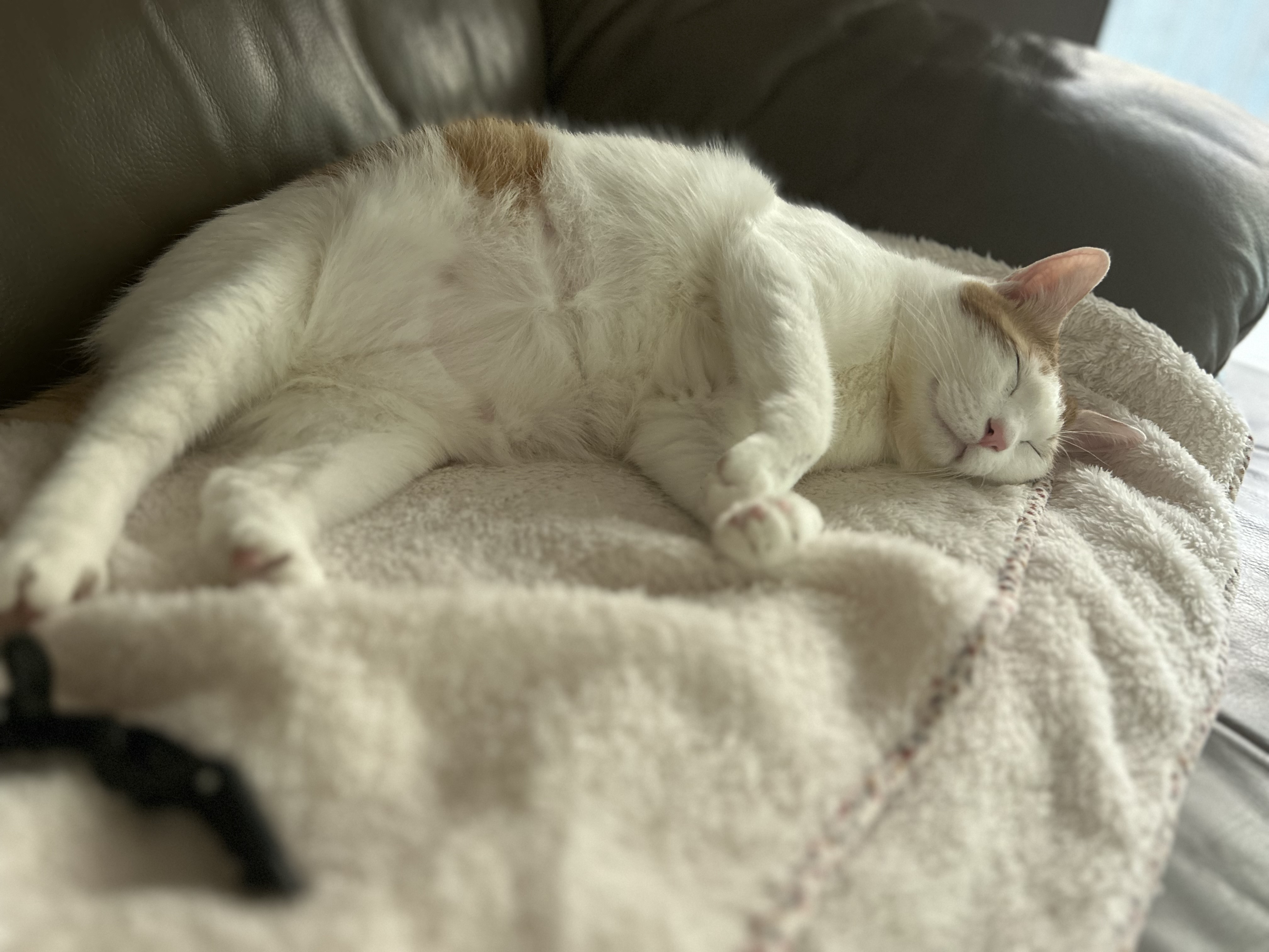 체다의 3년차 일지