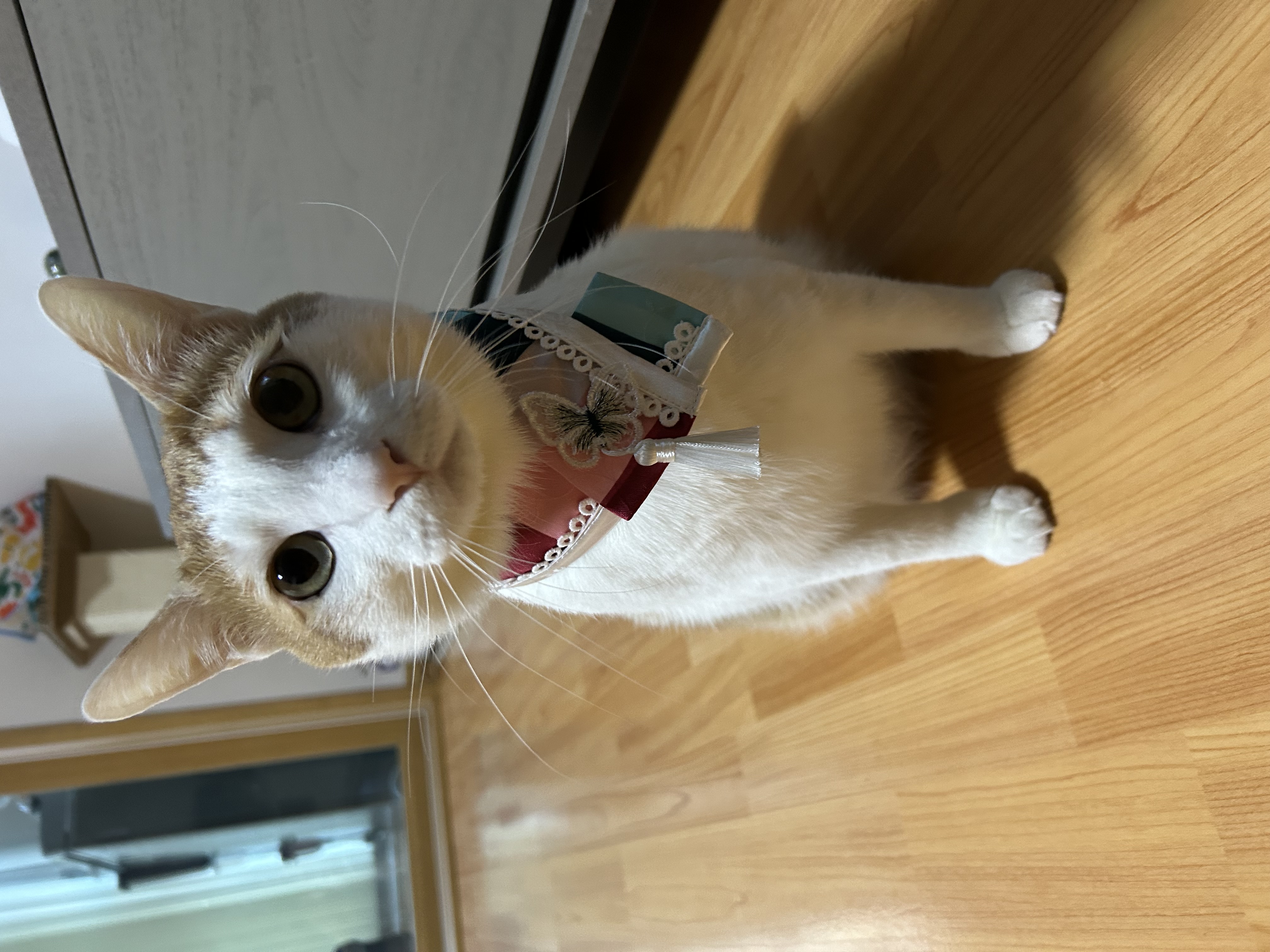 체다의 3년차 일지