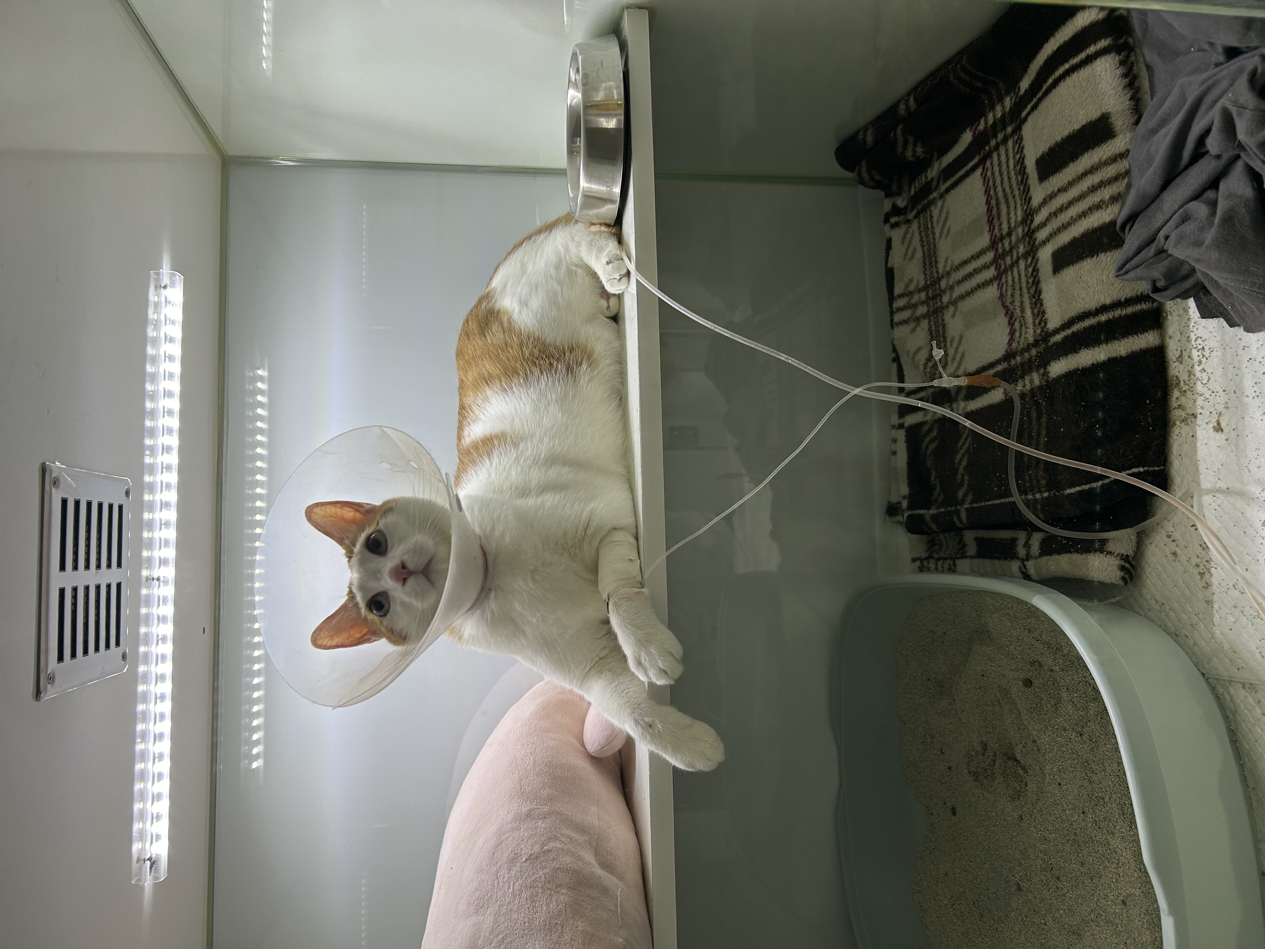 체다의 3년차 일지