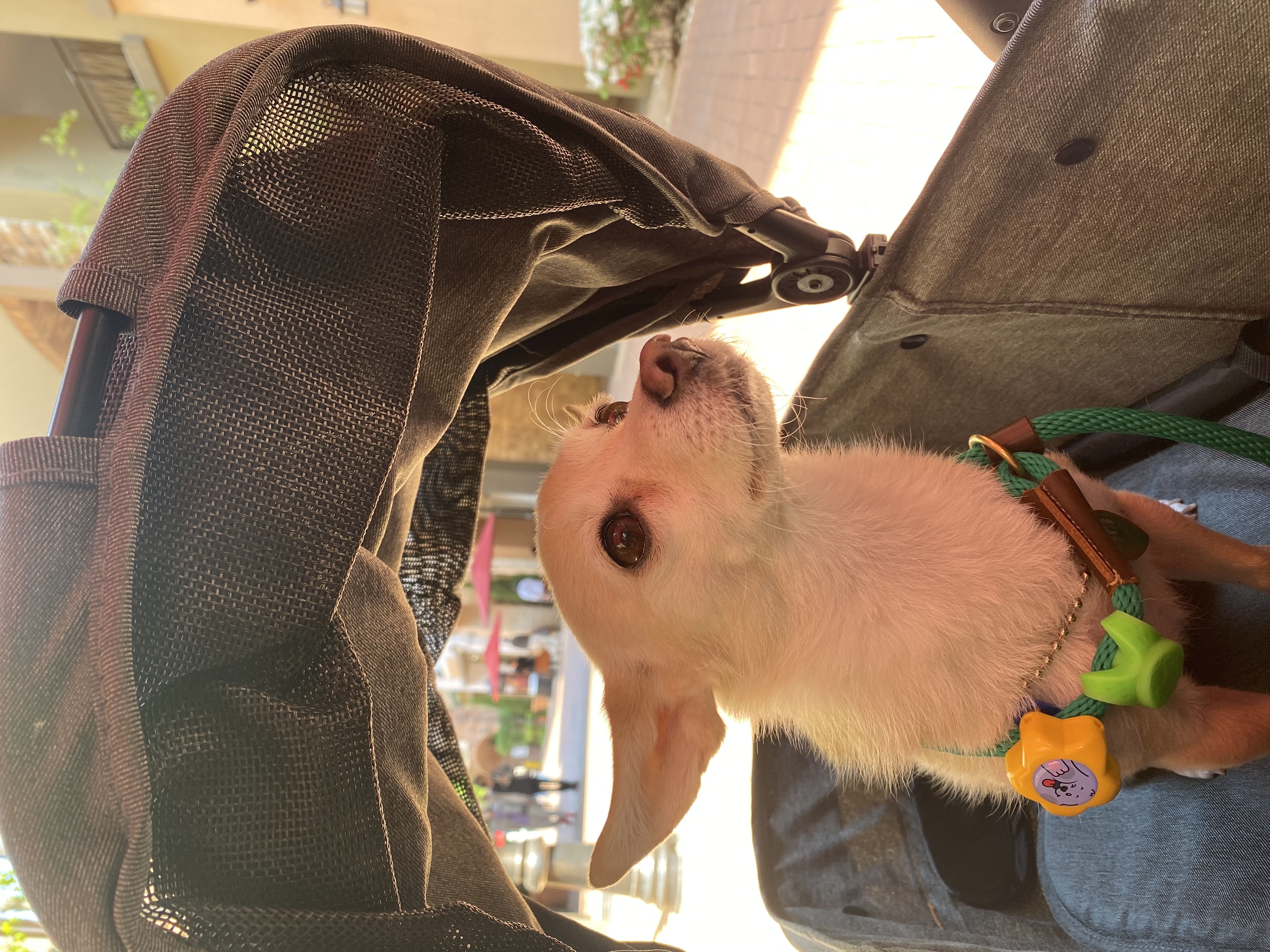 마야랑 보낸 2023