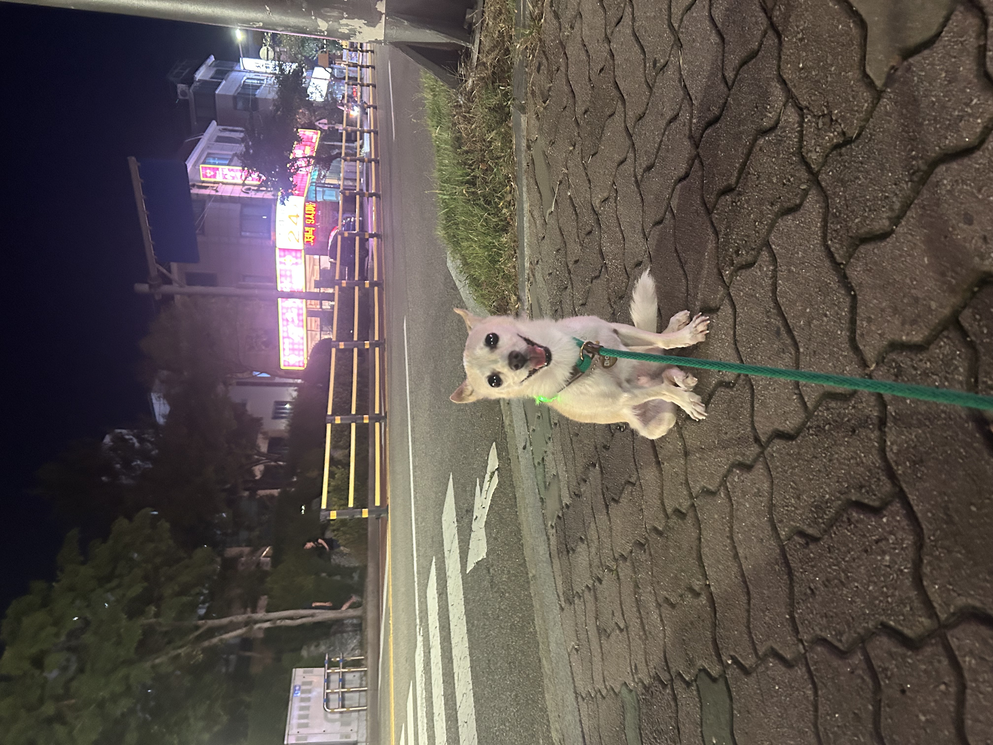 마야랑 보낸 2023