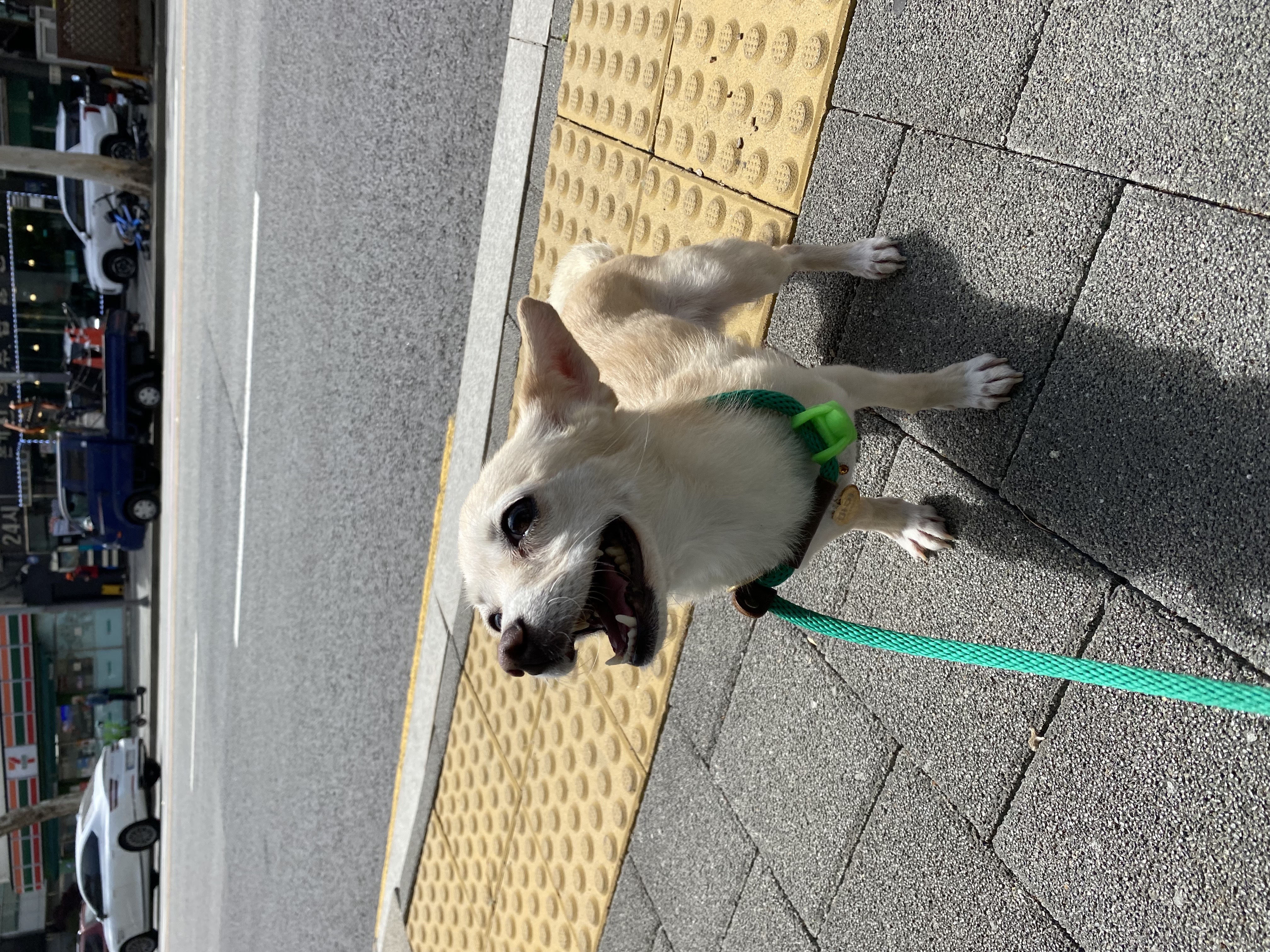 마야랑 보낸 2023