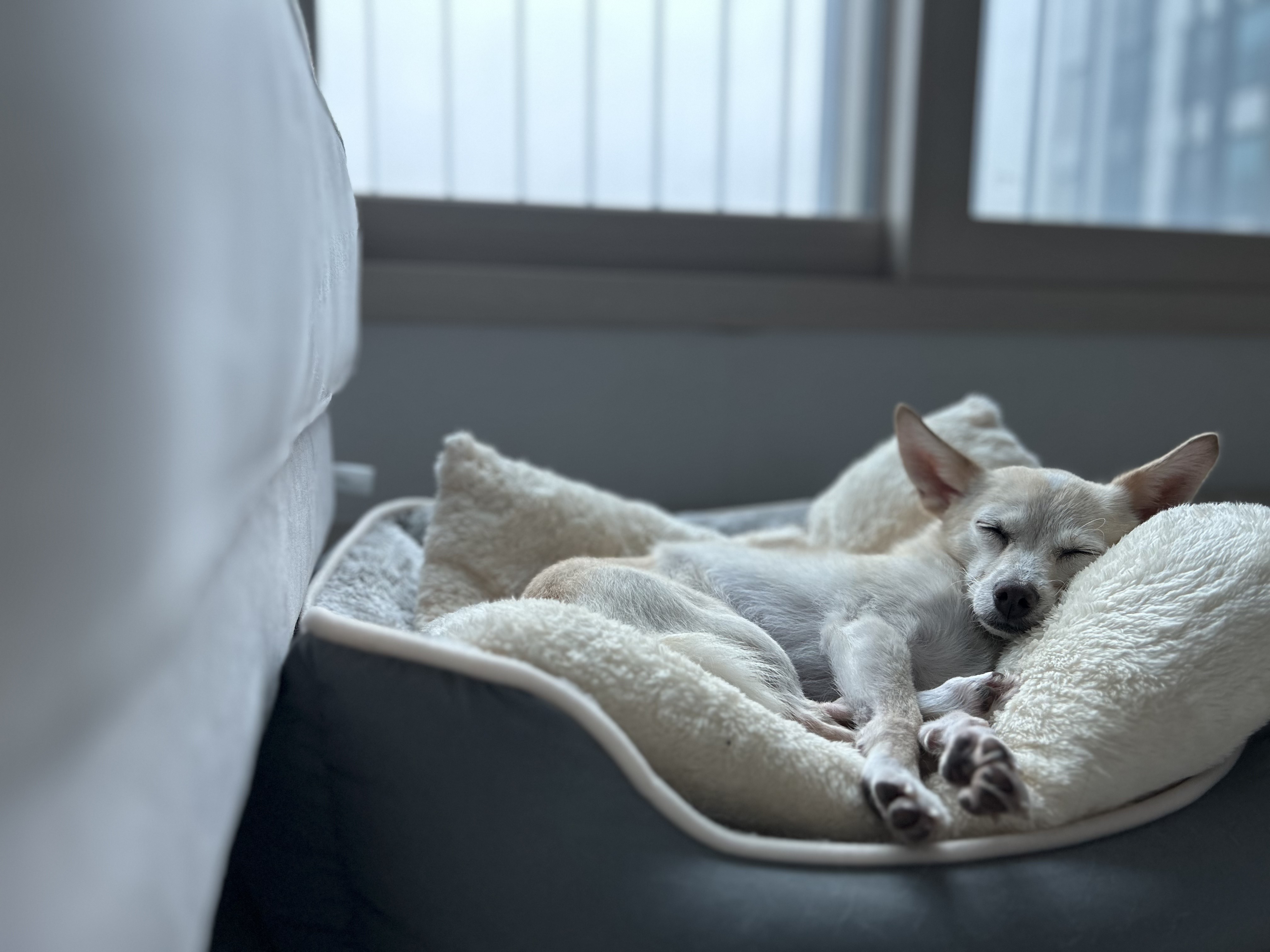 마야랑 보낸 2023