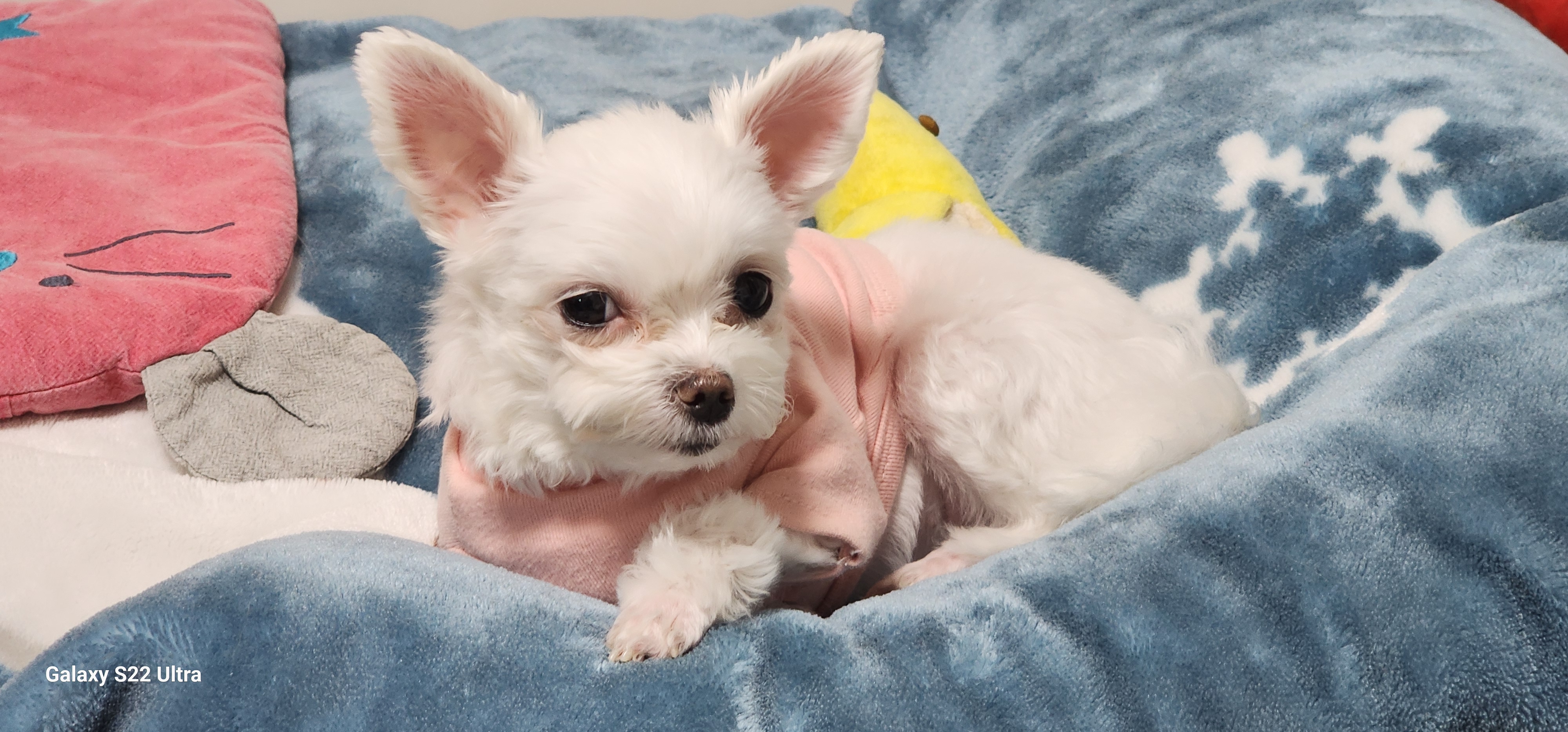 이산구조견엄지1년6개월차