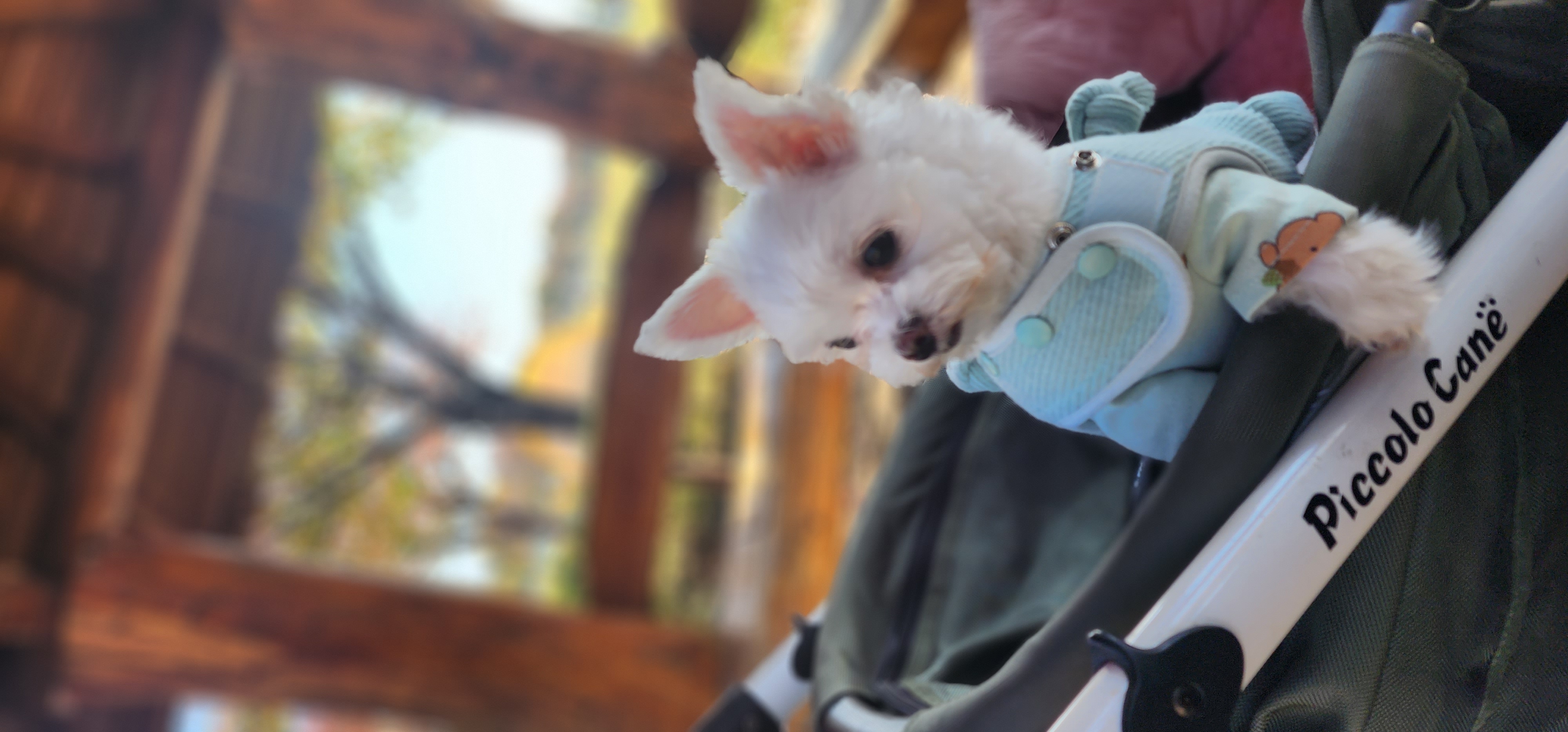 이산구조견엄지1년6개월차