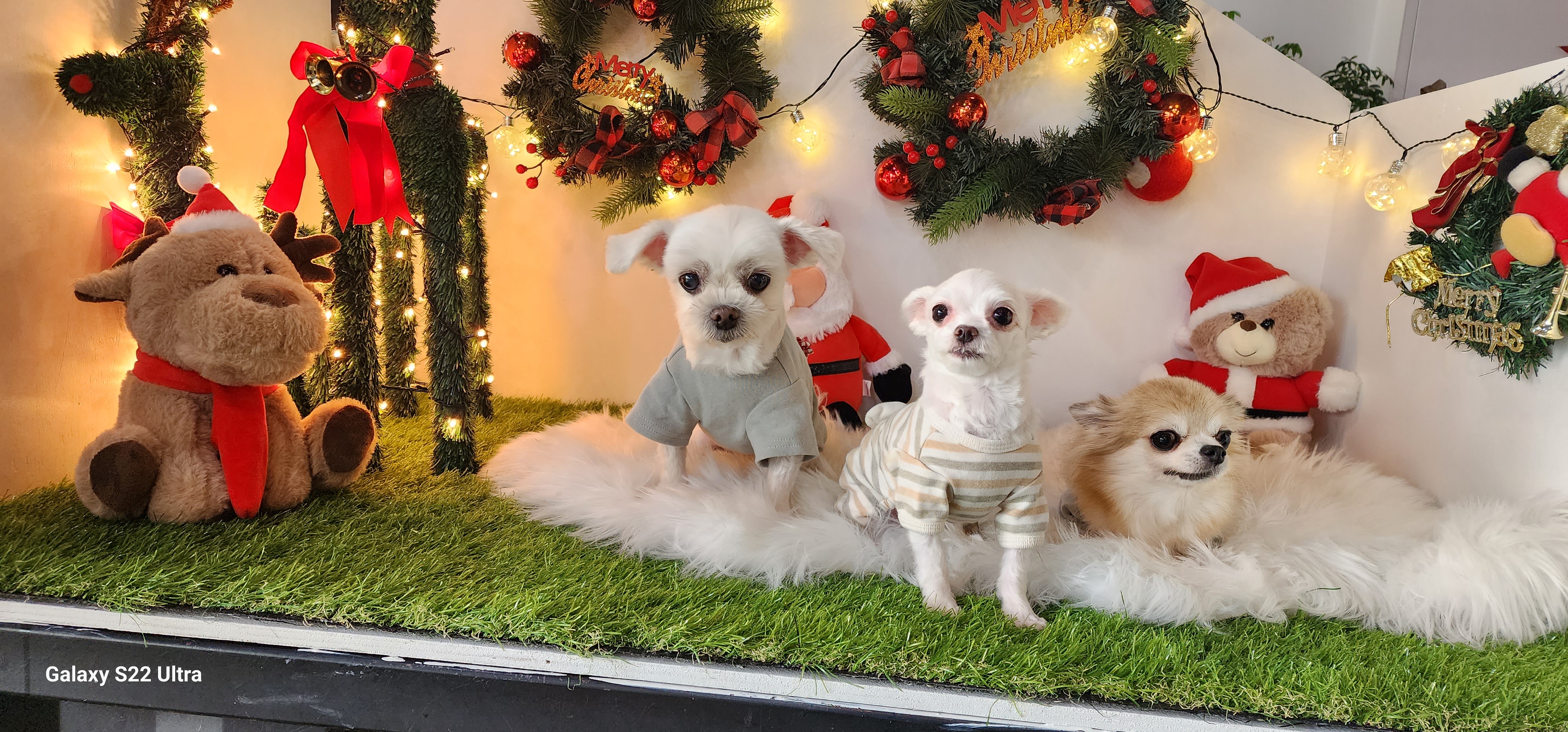 이산구조견엄지1년6개월차