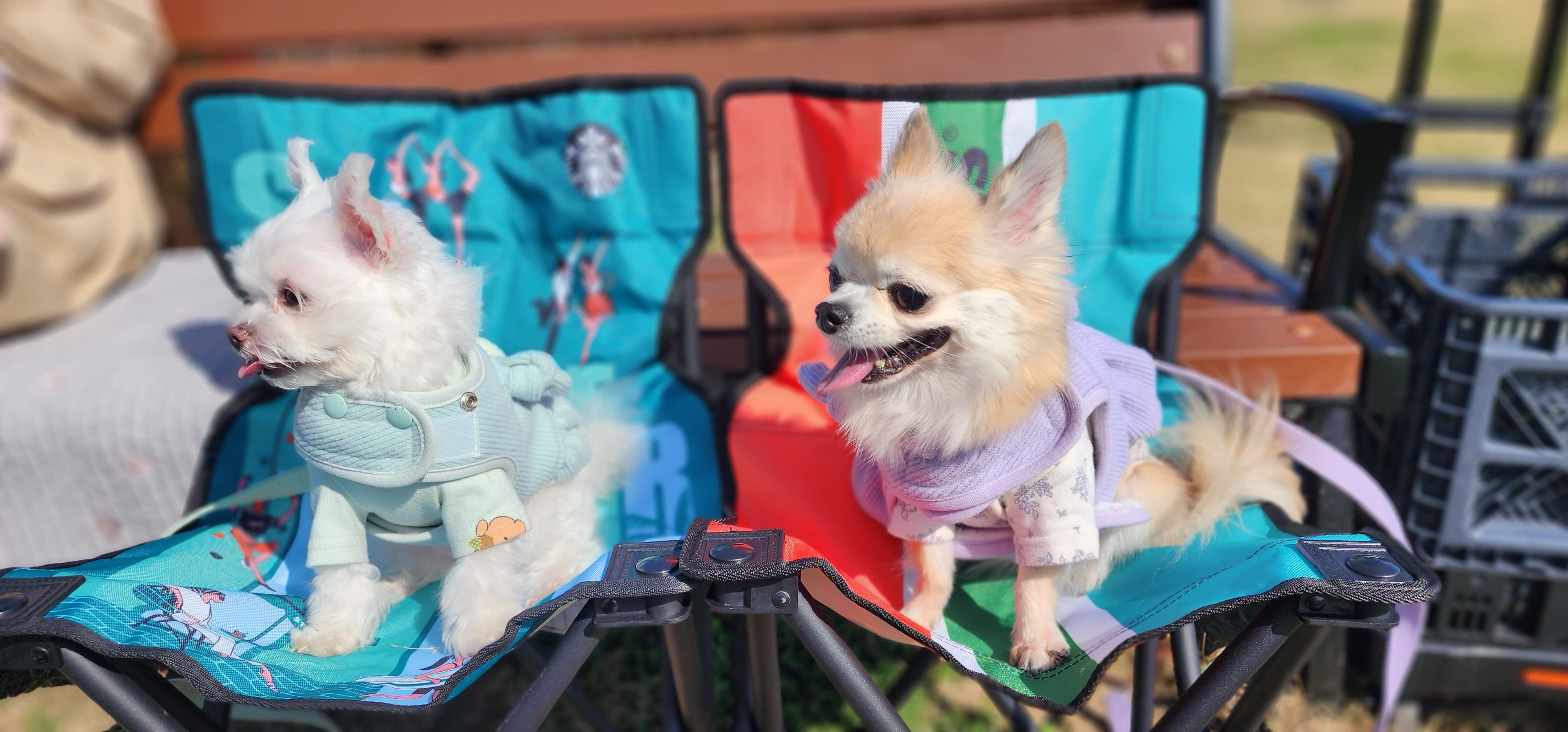 이산구조견엄지1년6개월차