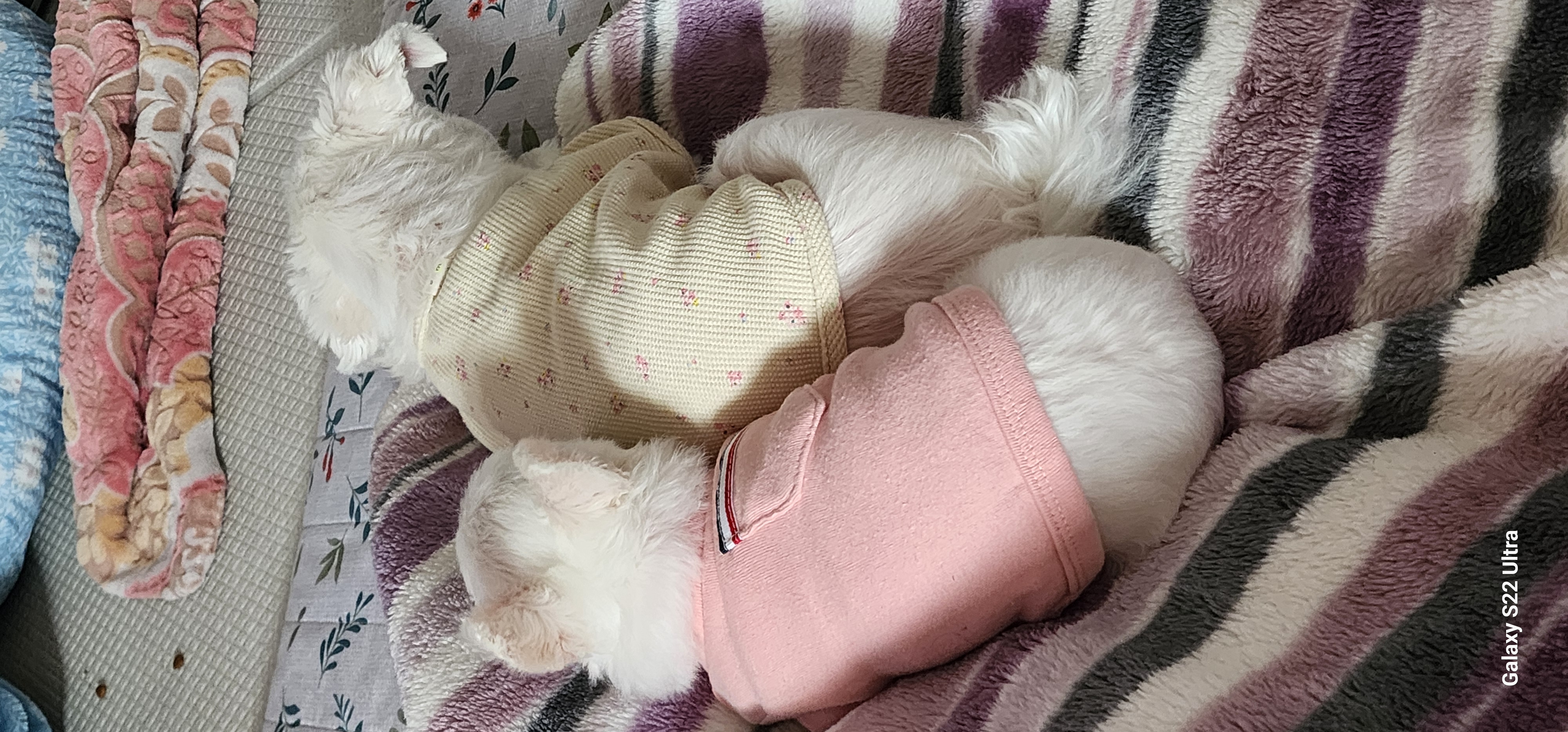 이산구조견엄지1년6개월차