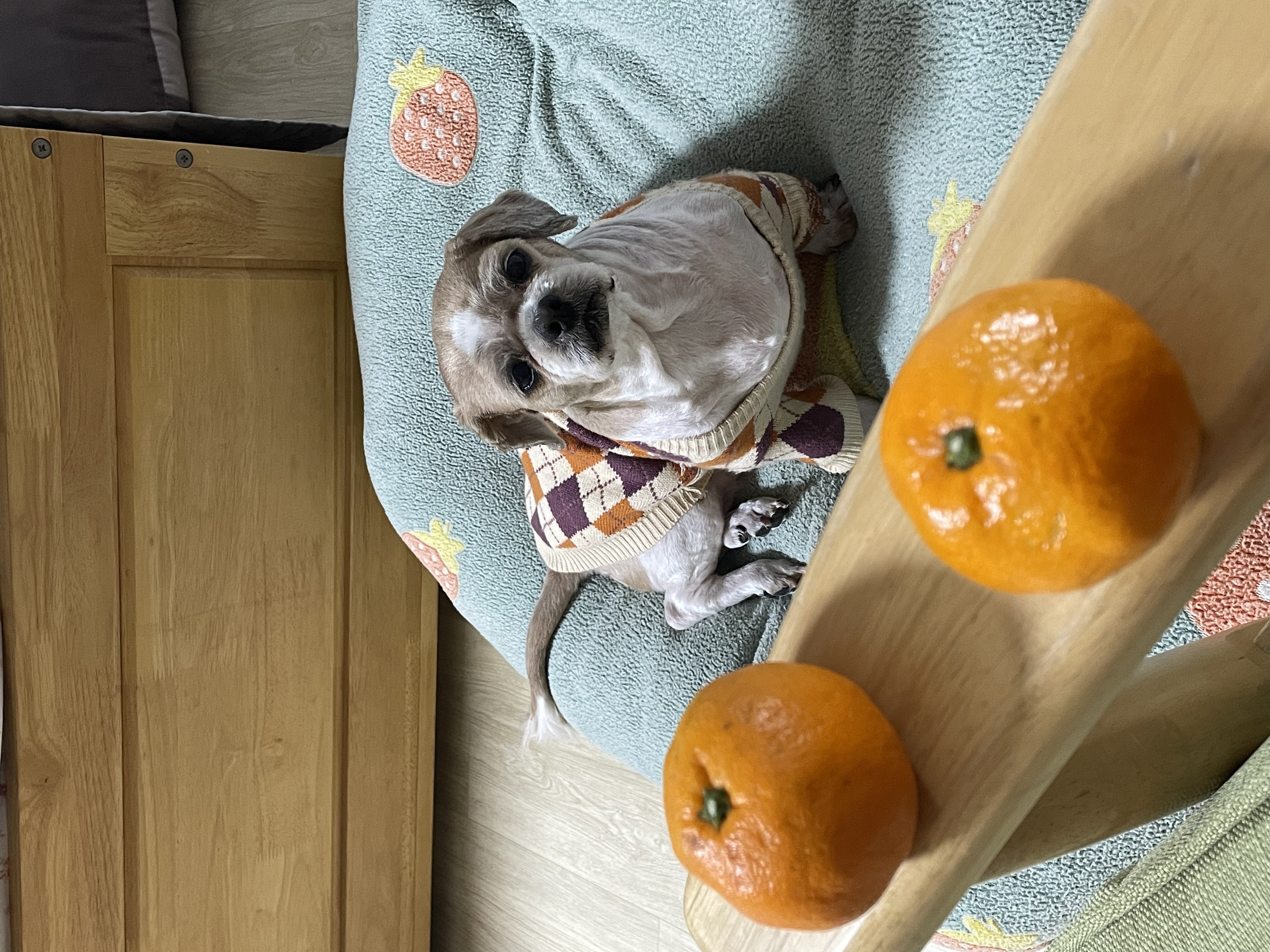 탱자탱구 4년차 입양후기