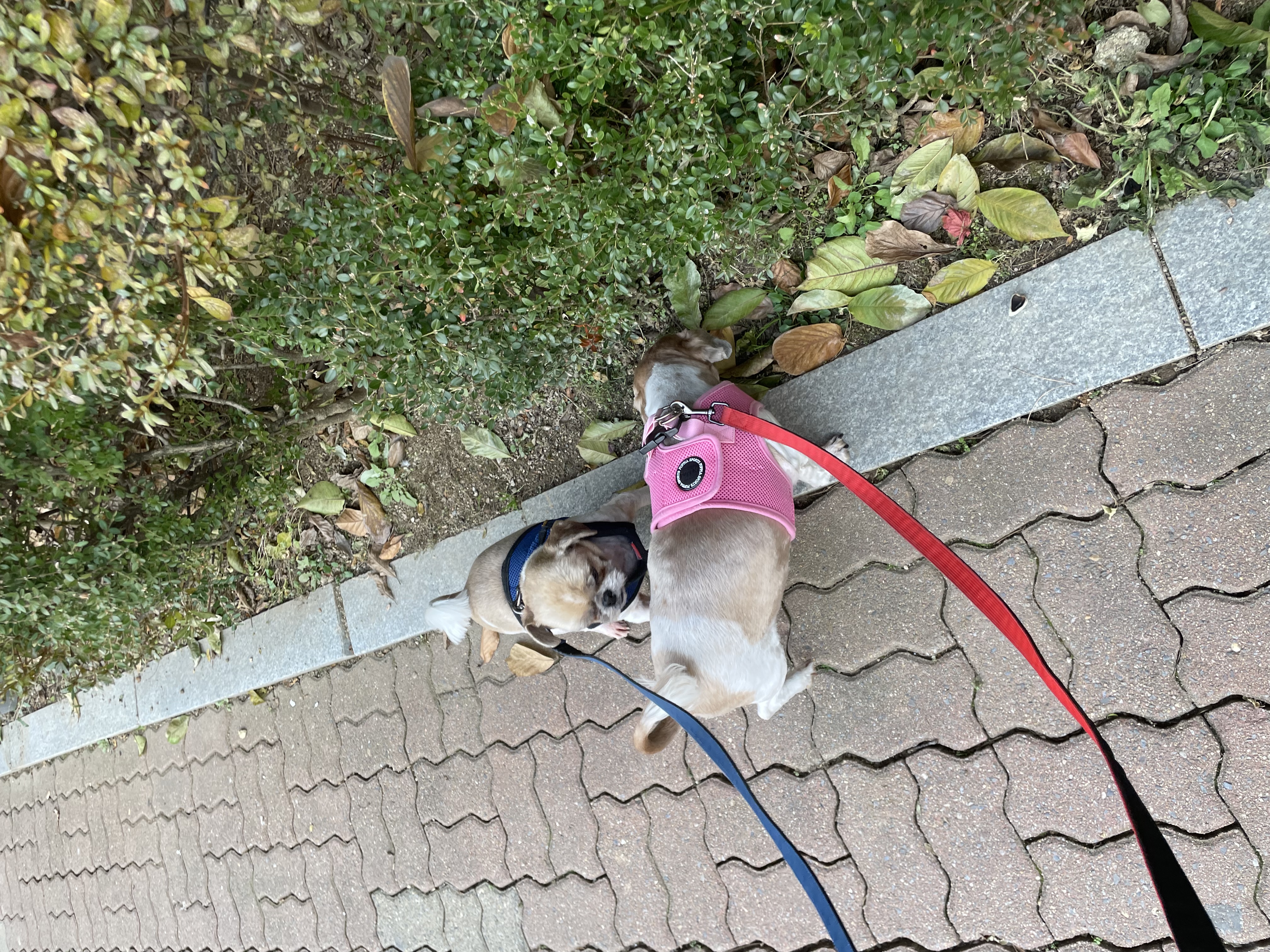 탱자탱구 4년차 입양후기