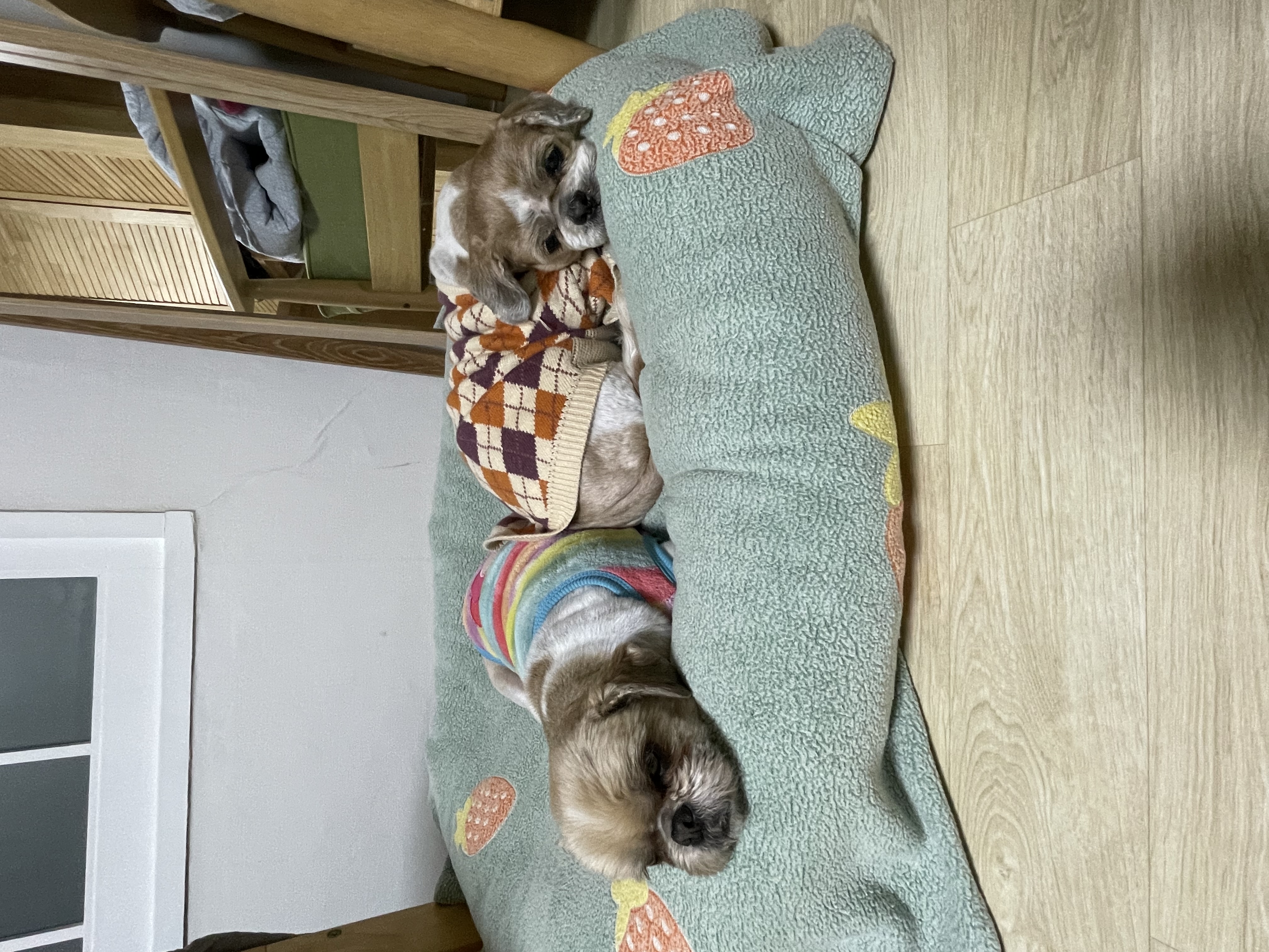 탱자탱구 4년차 입양후기