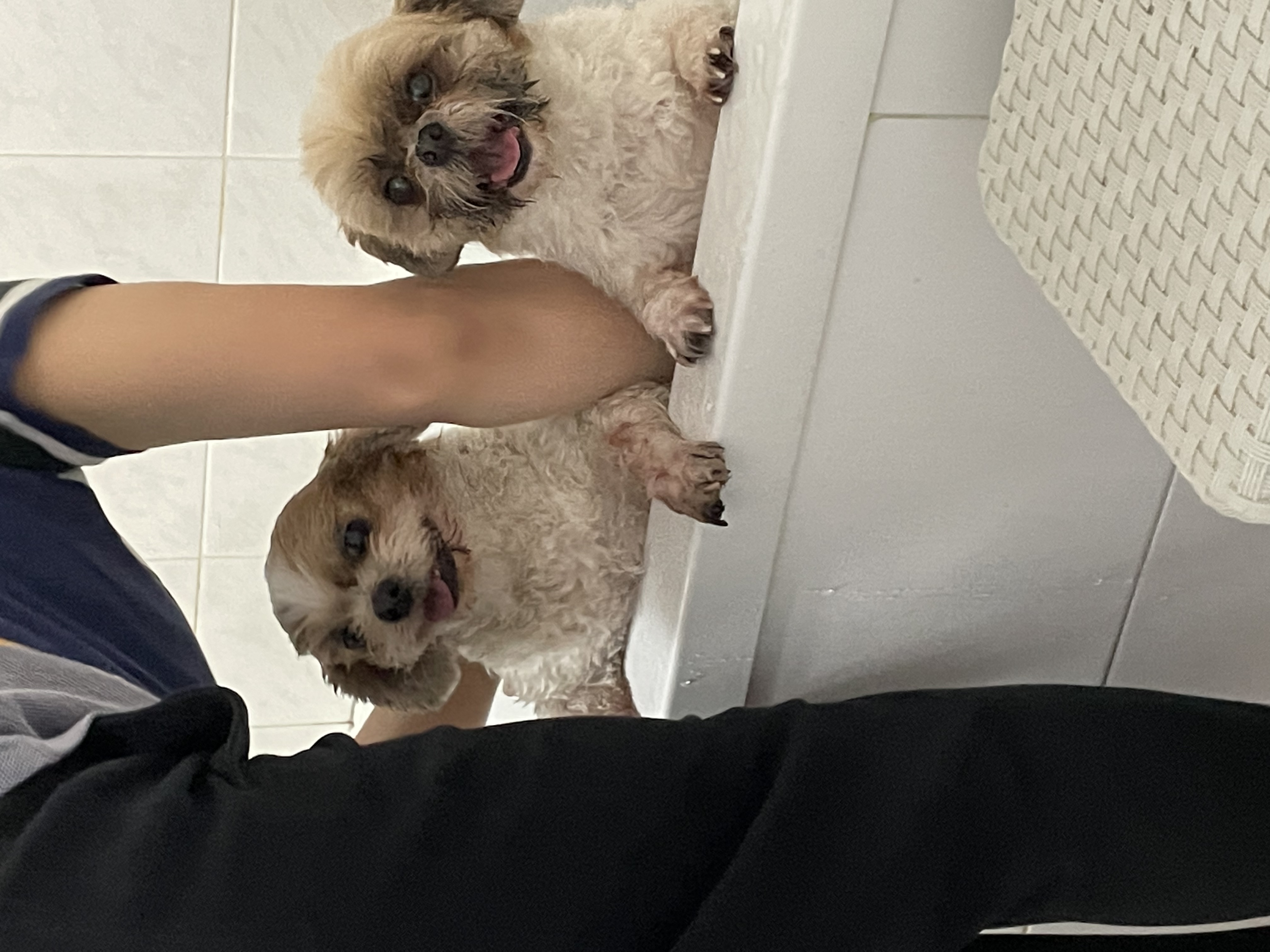 탱자탱구 4년차 입양후기