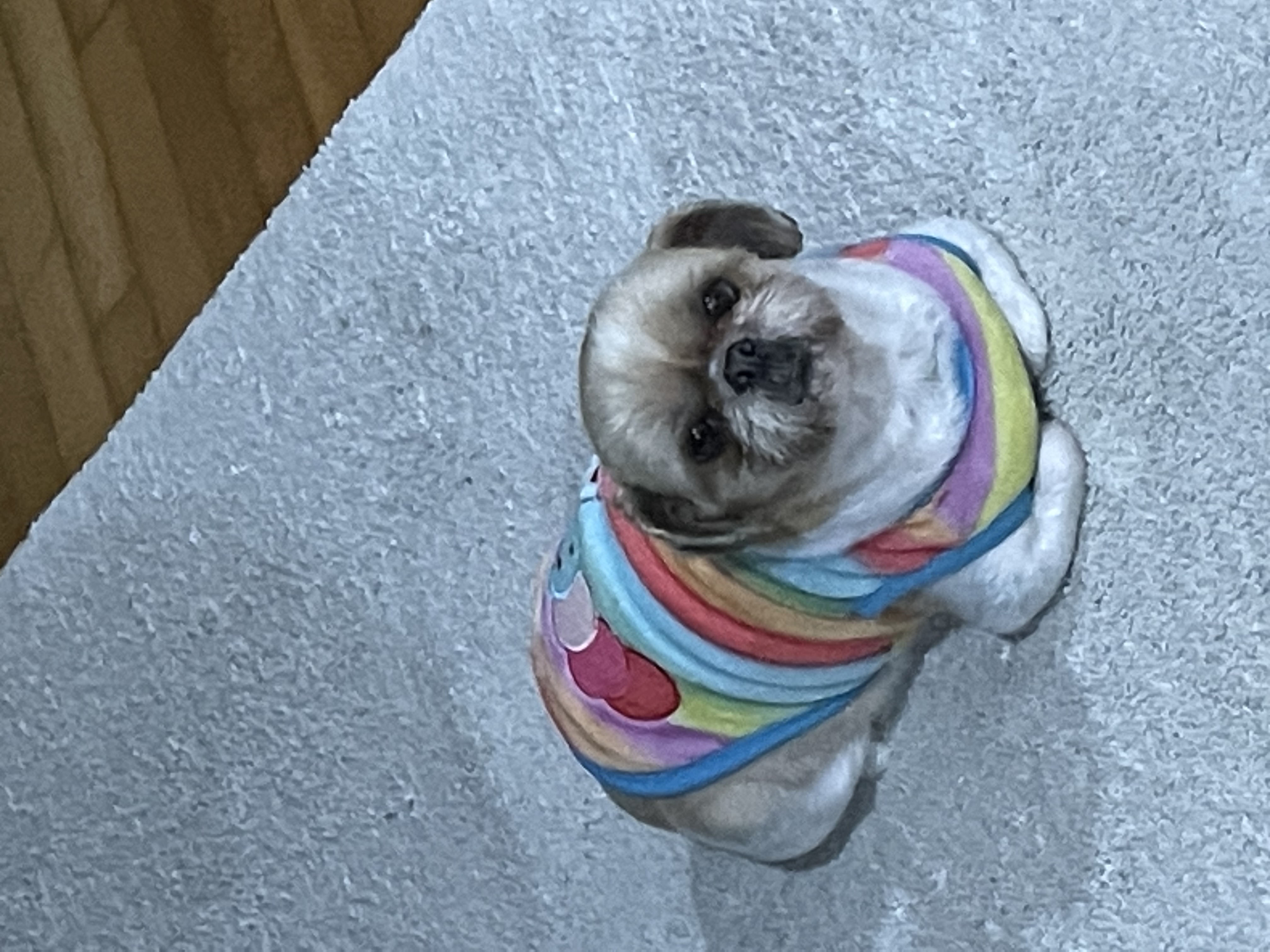 탱자탱구 4년차 입양후기