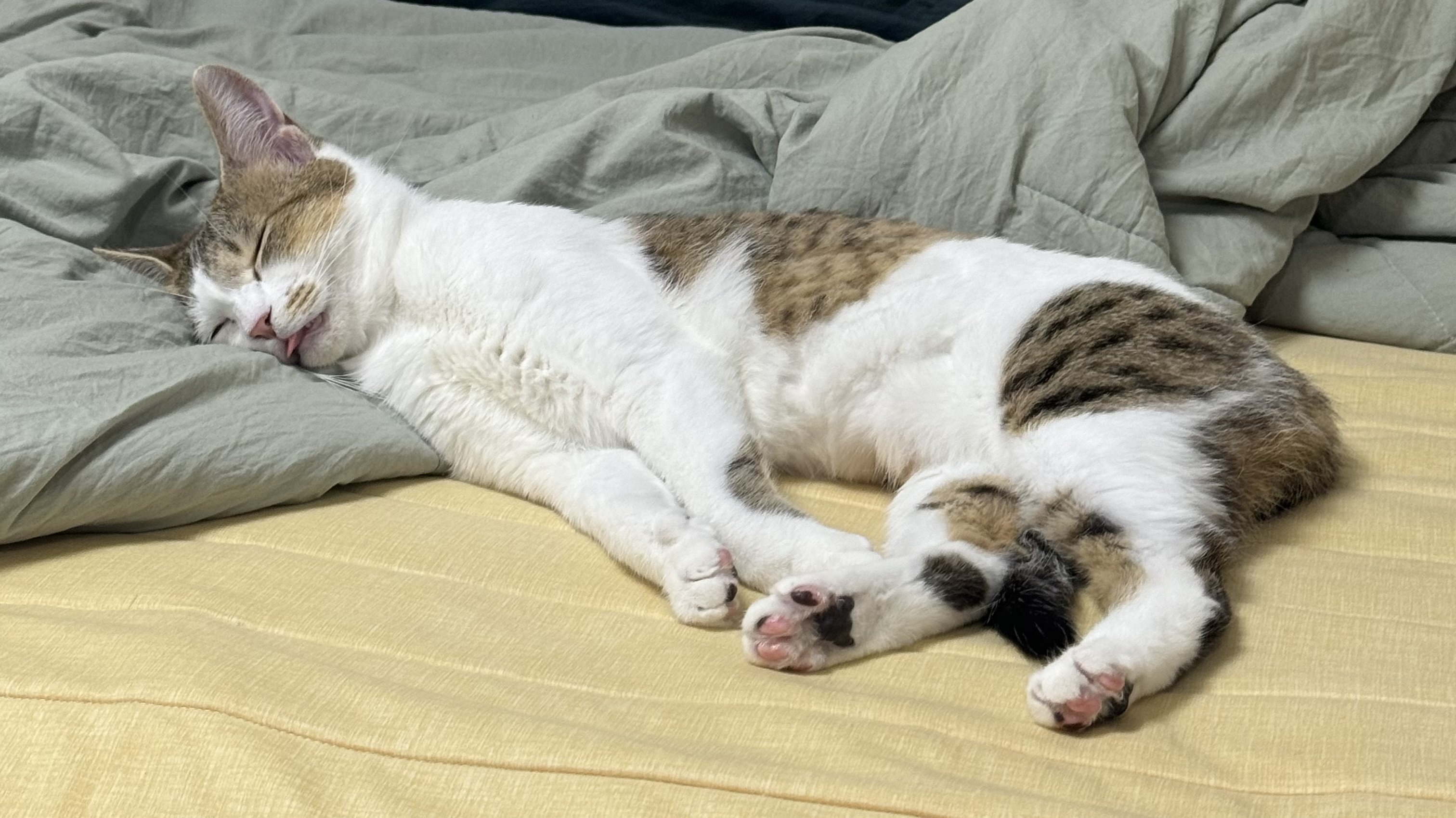 (이튼이) 로지와 3개월