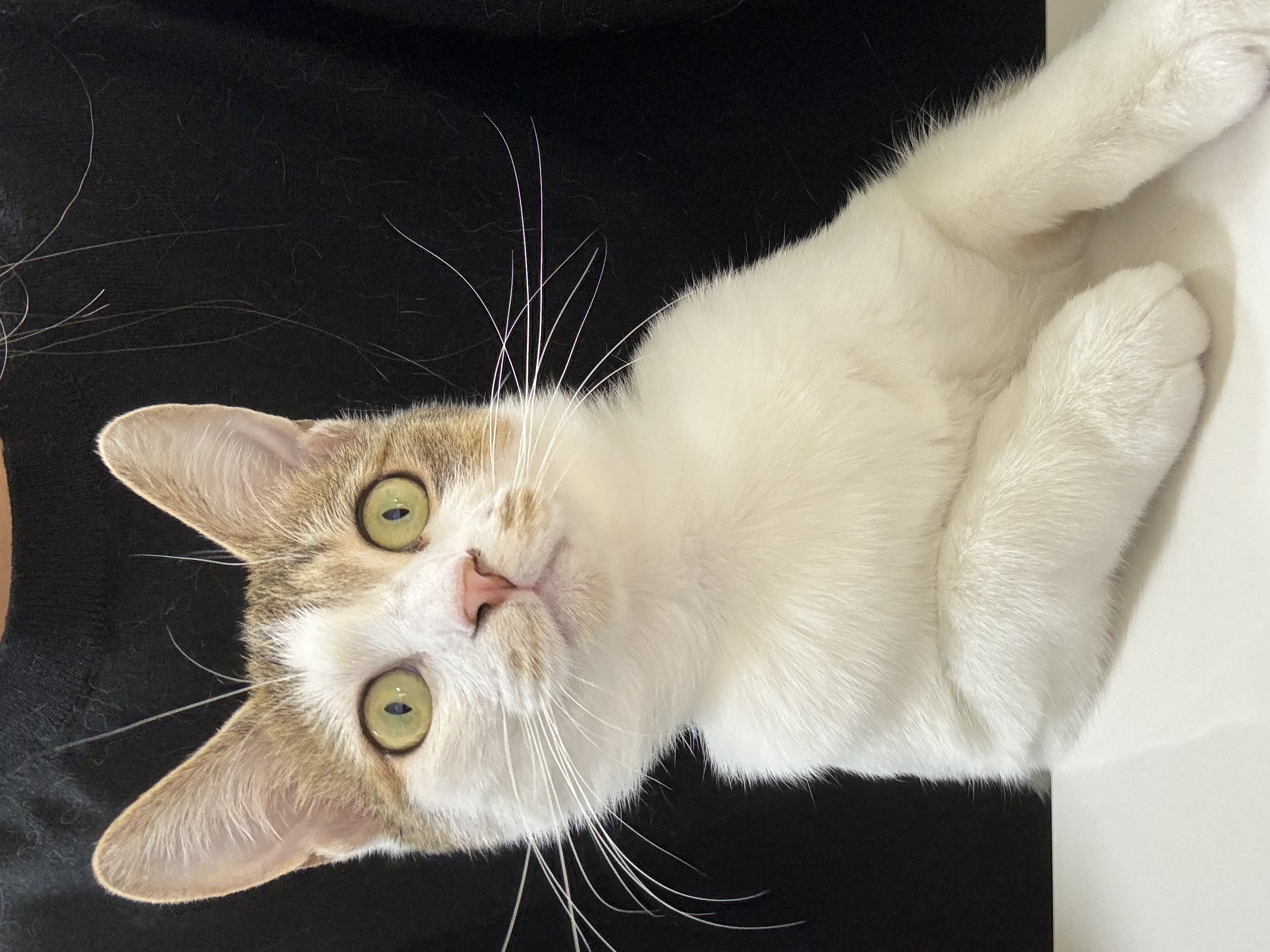 (이튼이) 로지와 3개월