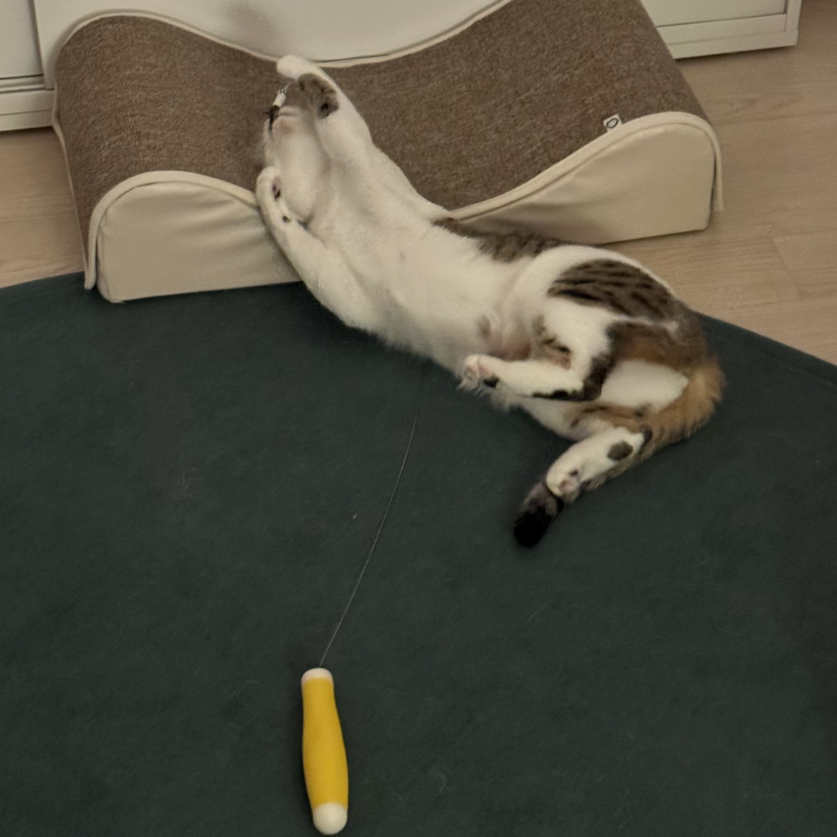 (이튼이) 로지와 3개월