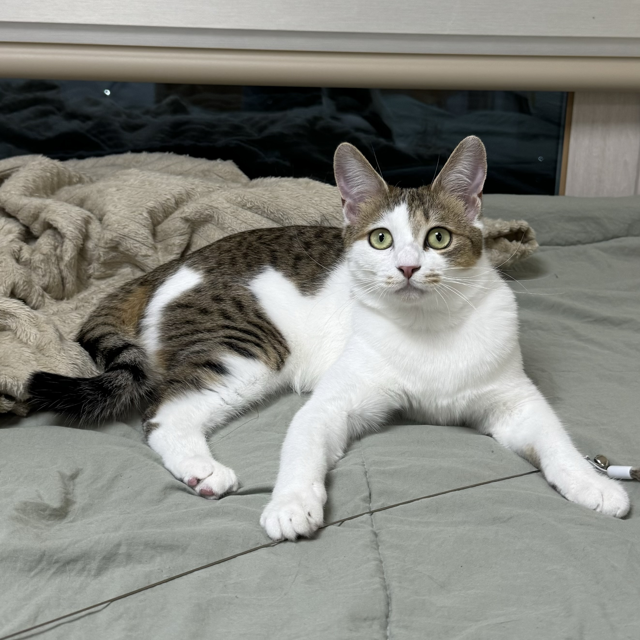 (이튼이) 로지와 3개월