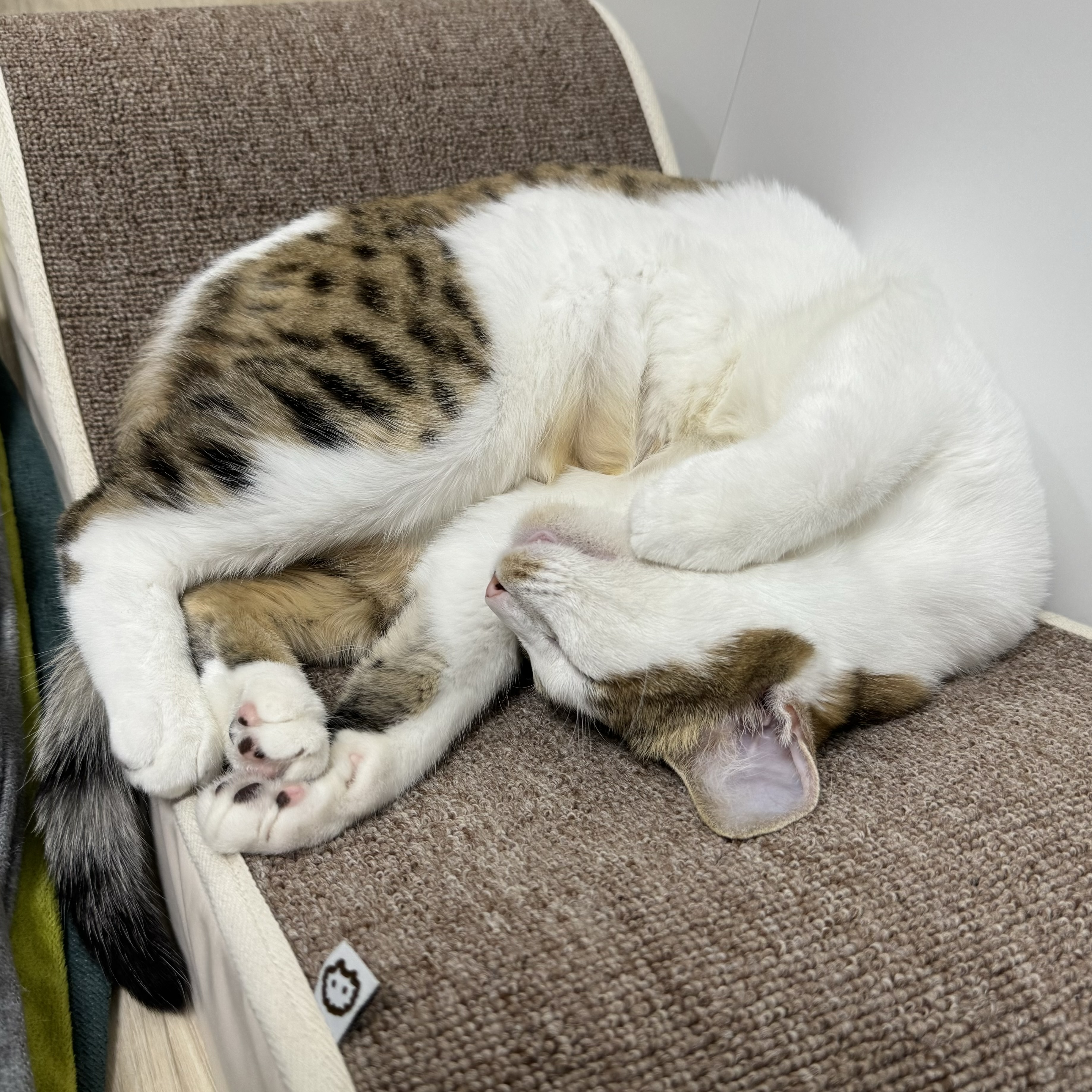 (이튼이) 로지와 3개월