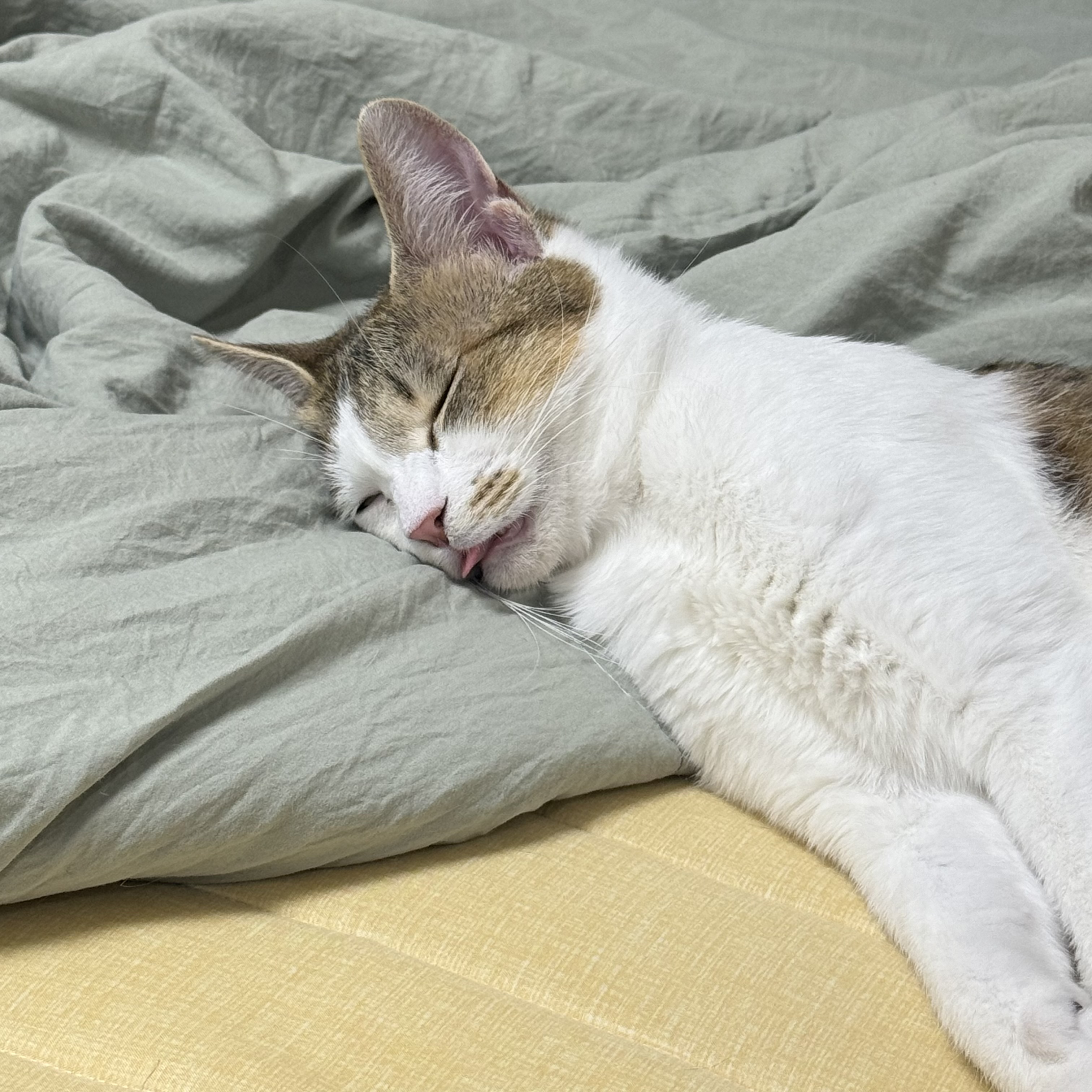 (이튼이) 로지와 3개월